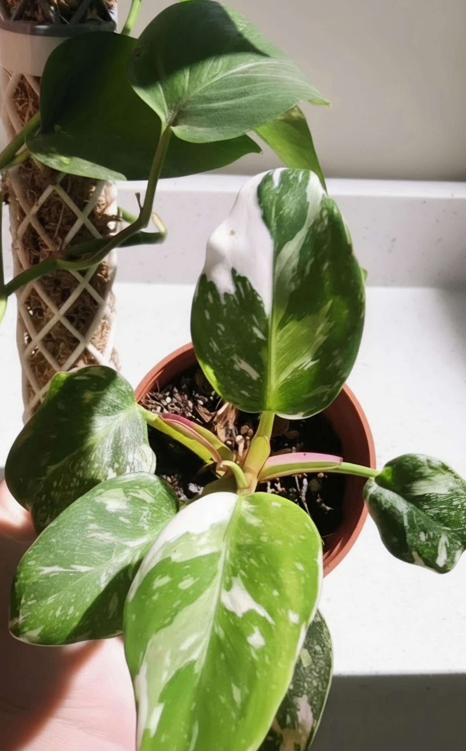 Philodendron White Princess Rooted Starter Plant | Rare Houseplant | Live Plant