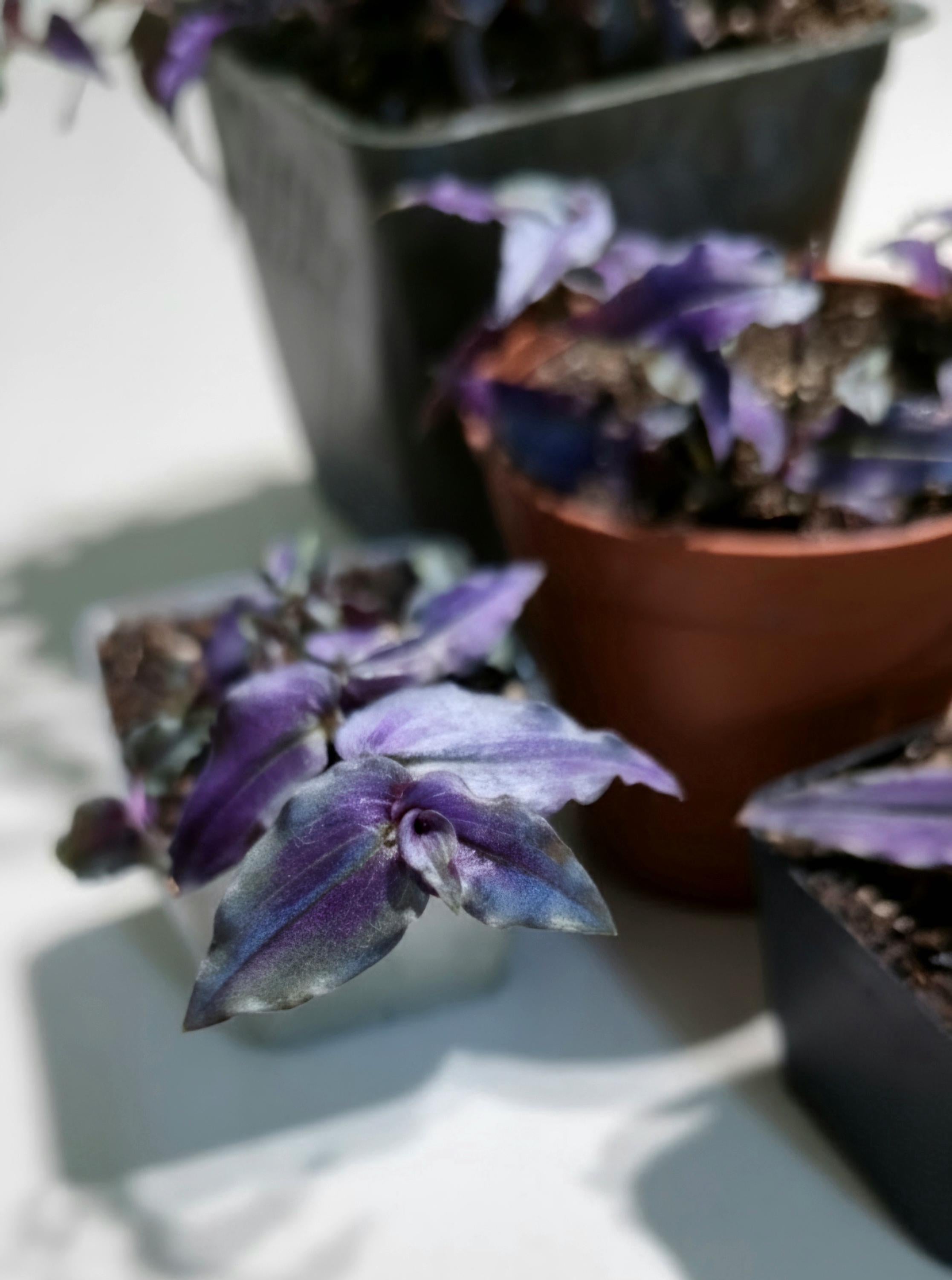 Purple Bridal Veil  'Tahitian gibasis'