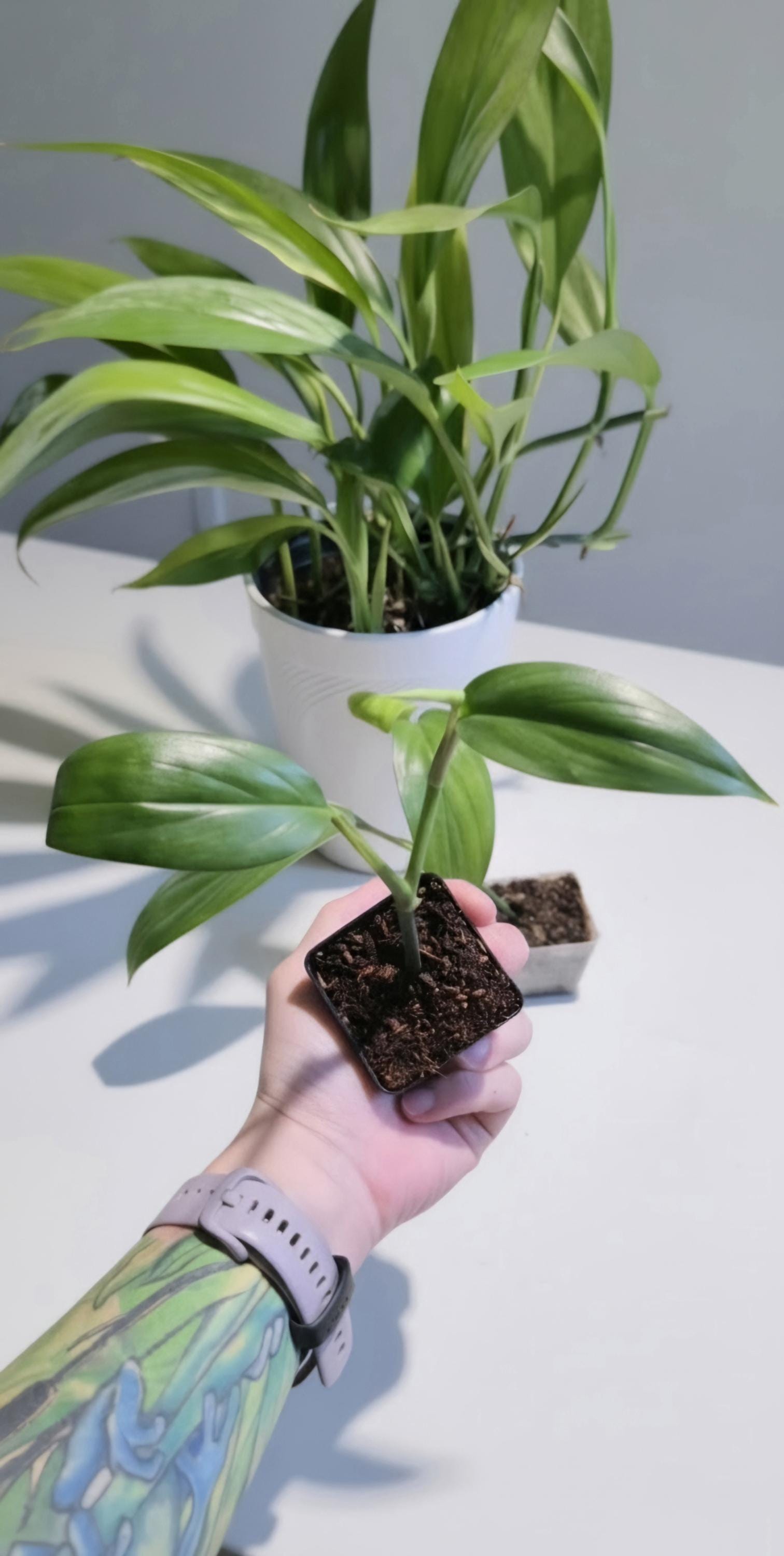 Variegated Epipremnum Amplissimum Starter Plant: Silver Streak Pothos (Rooted Cutting)