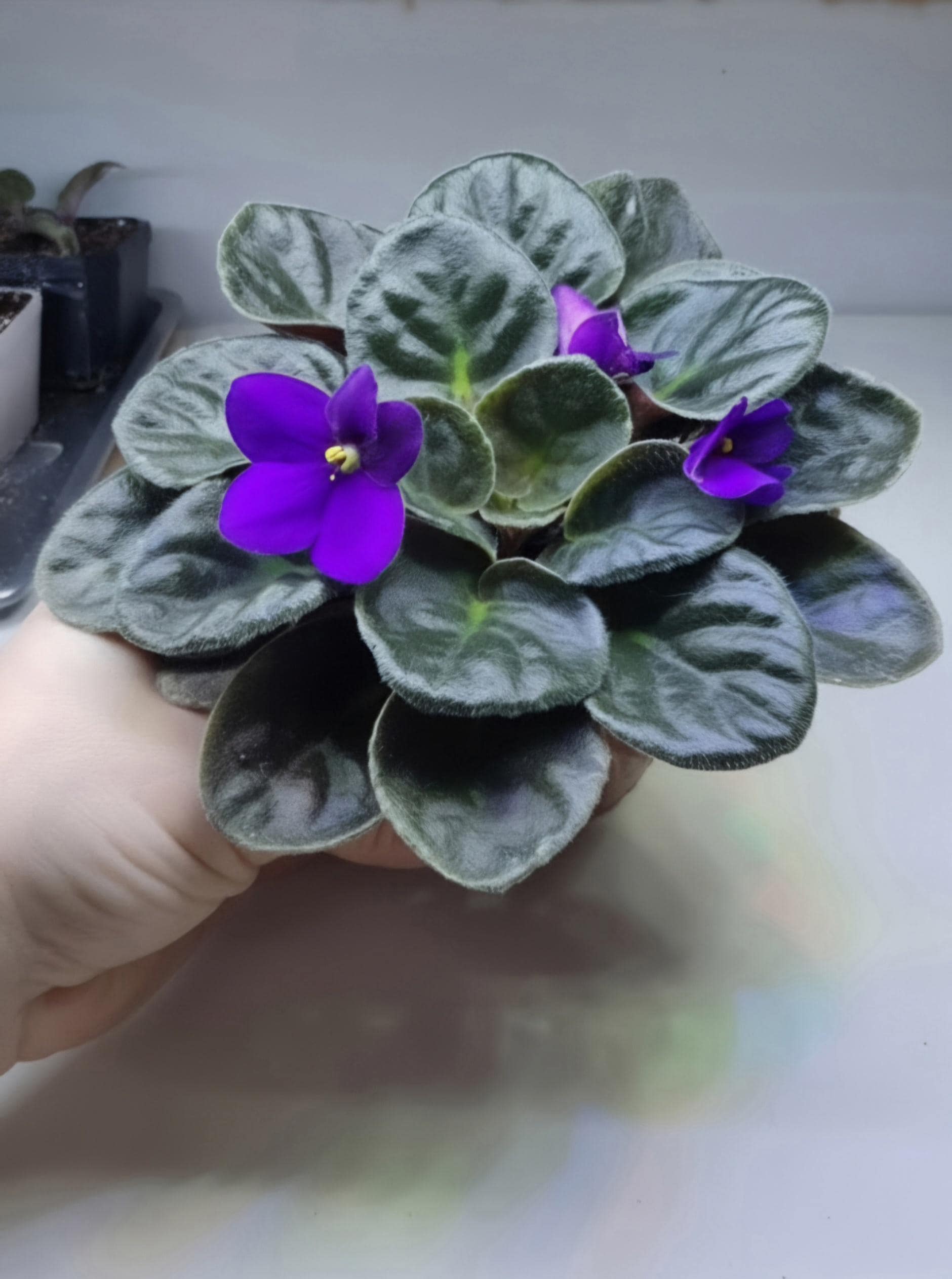 African Violet | Saintpaulia ionantha | Purple