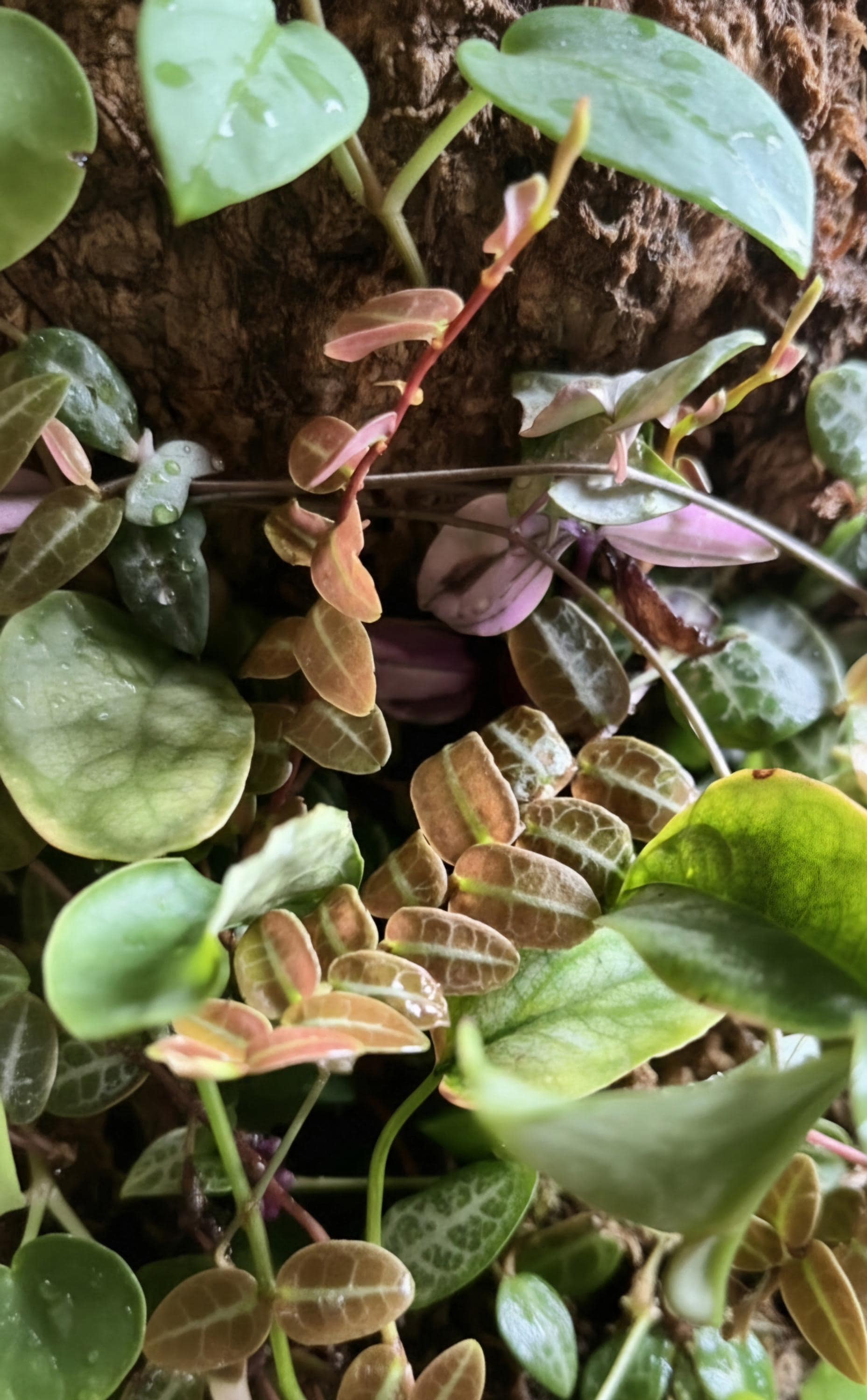Rare Marcgravia Umbellata Shingling Vine – Tropical Climber for Bioactive Setups