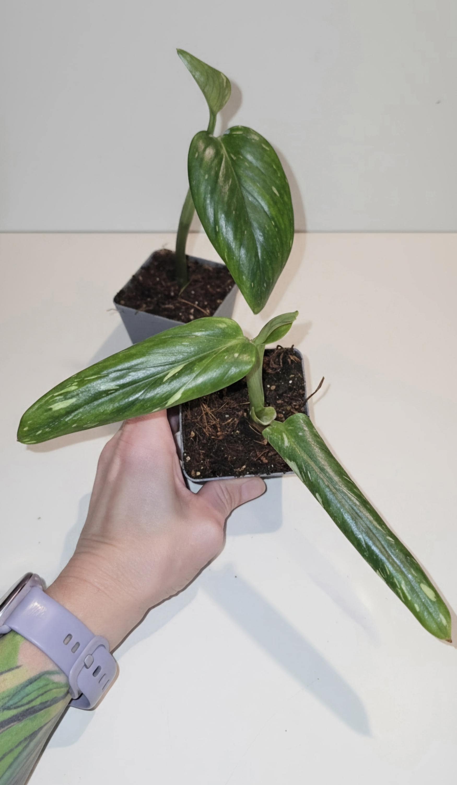 Monstera Standleyana "Cobra" | Fully Rooted Healthy Starter Plant