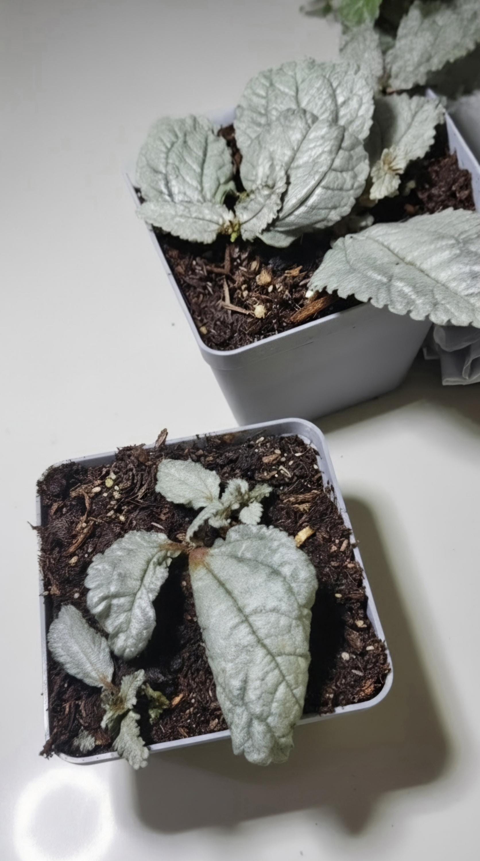 Silver Cloud Pilea – Quilted Silver Leaves, Terrarium Ready Plant