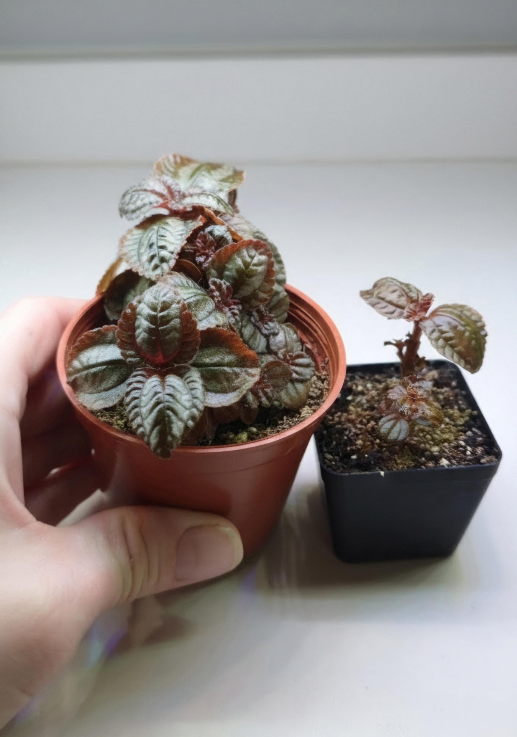 Pilea Involucrata 'Norfolk' | Textured Quilted Leaves, Bronze-Green Contrast (2-3.5 inch Pot)