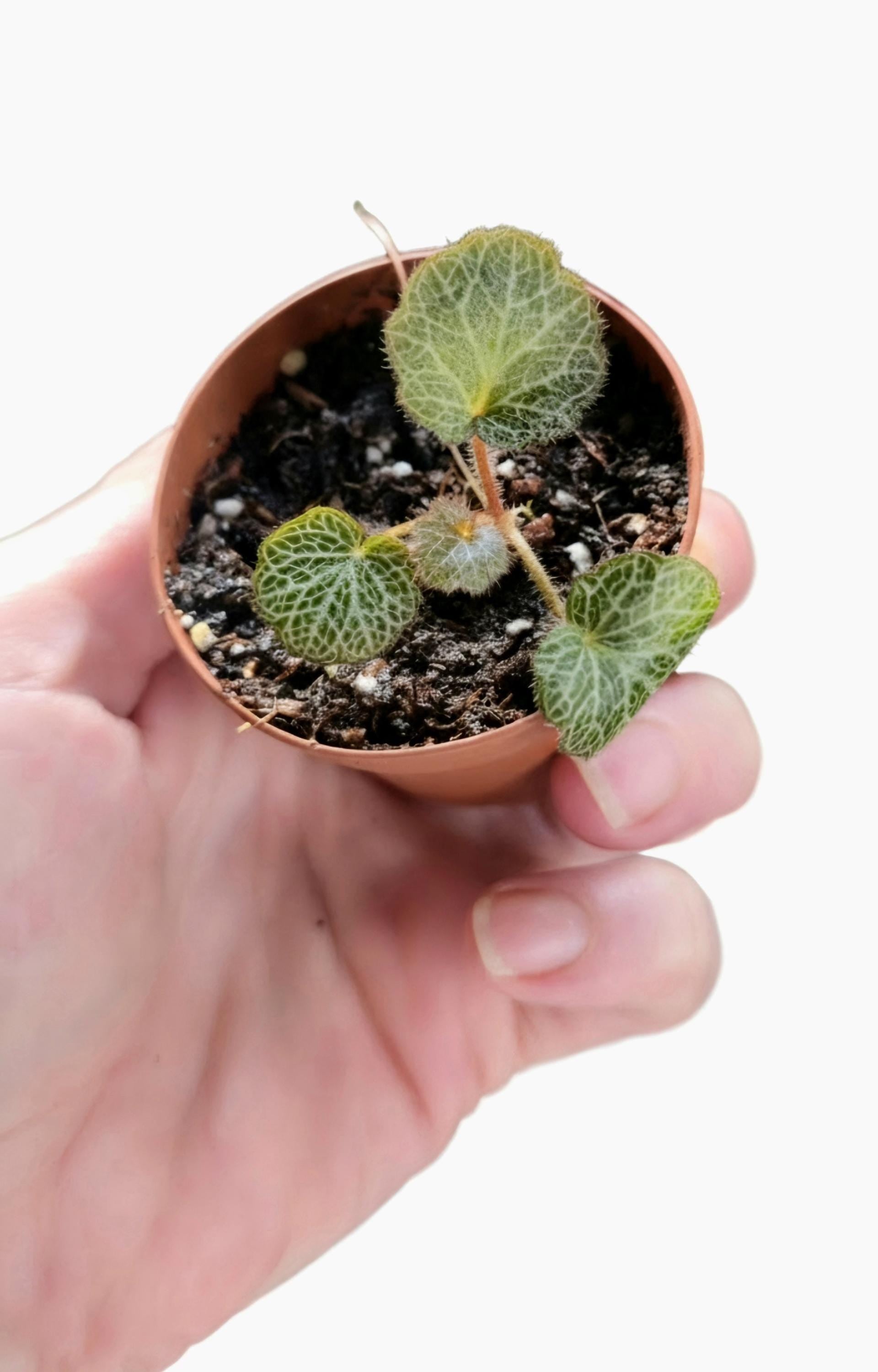 Strawberry Begonia Plantlet | Bioactive Vivarium Starter (Saxifraga Stolonifera)