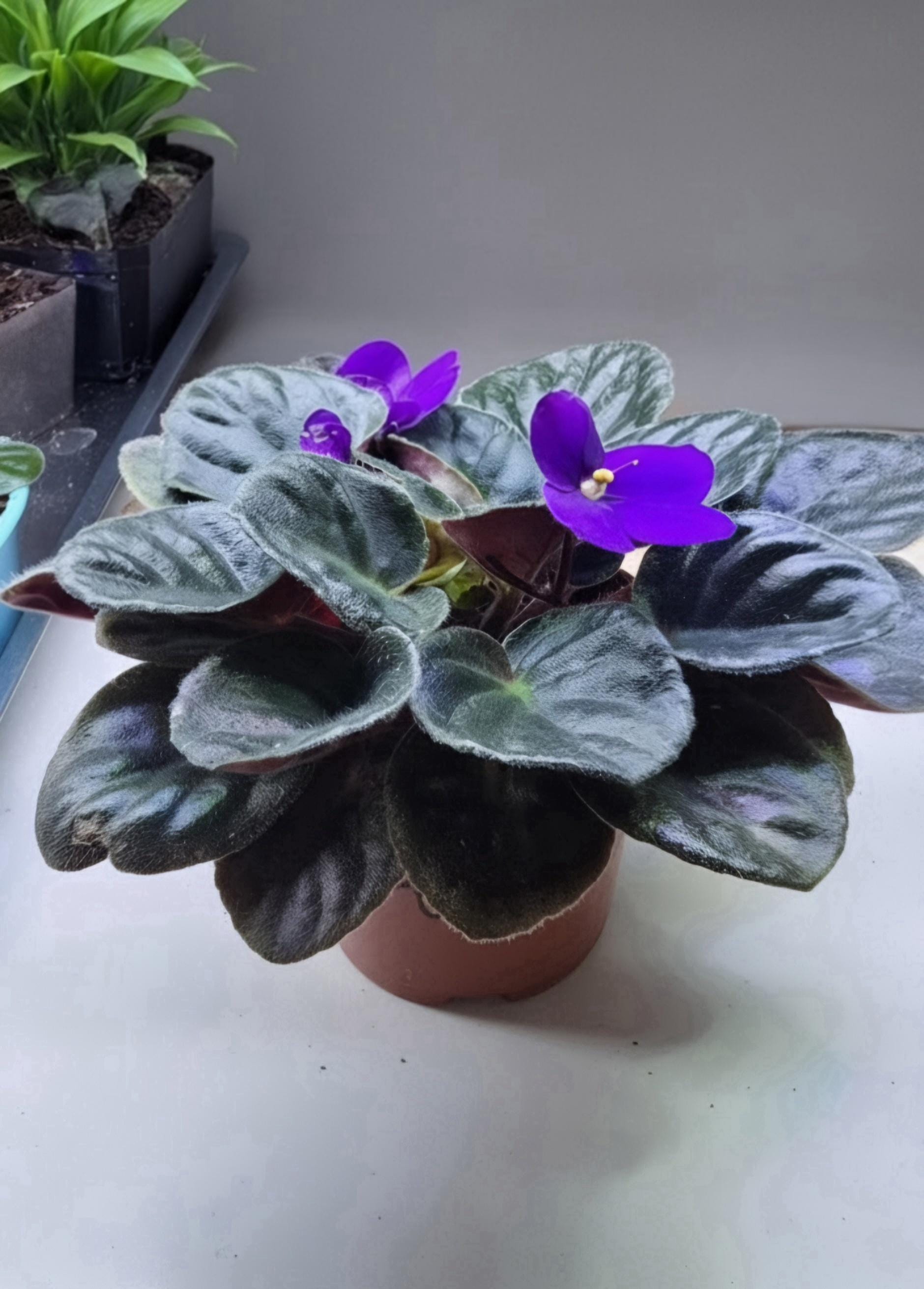 African Violet | Saintpaulia ionantha | Purple