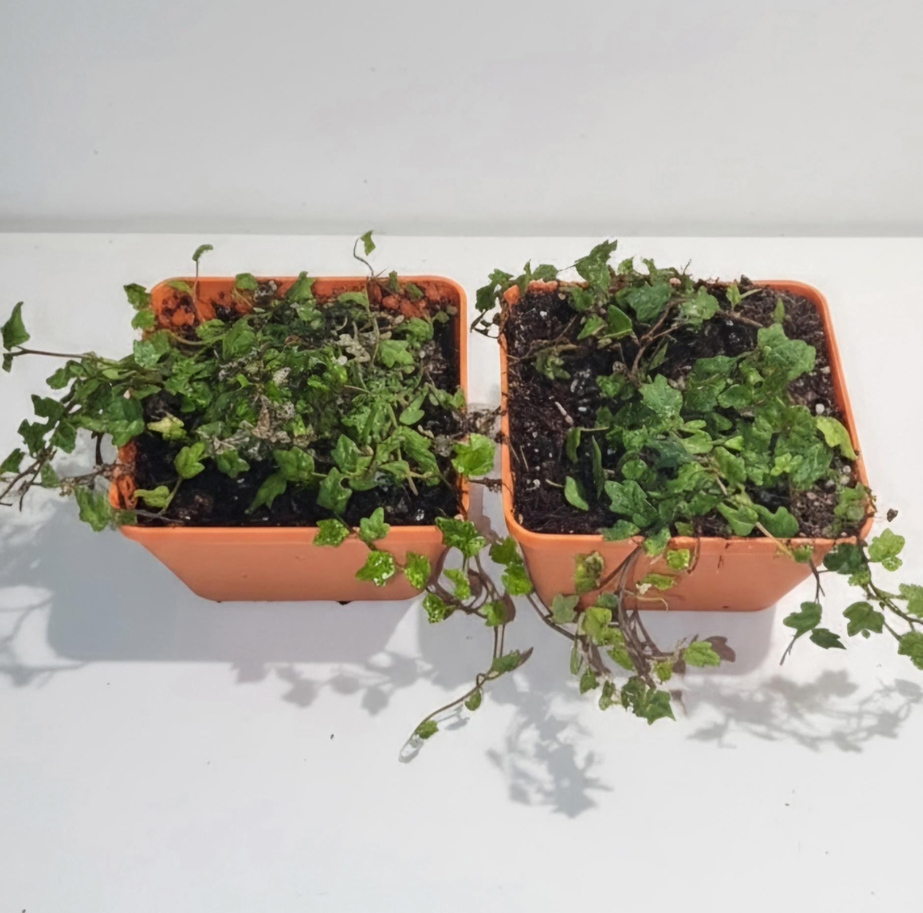 String of Frogs | Ficus pumila 'Quercifolia'