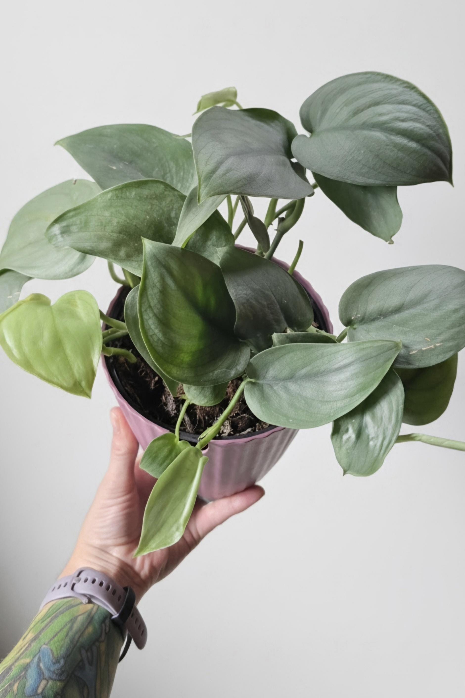 Rooted Scindapsus Treubii Moonlight Starter Plant Actively Growing Sterling Silver Pothos Well-Rooted Live Houseplant