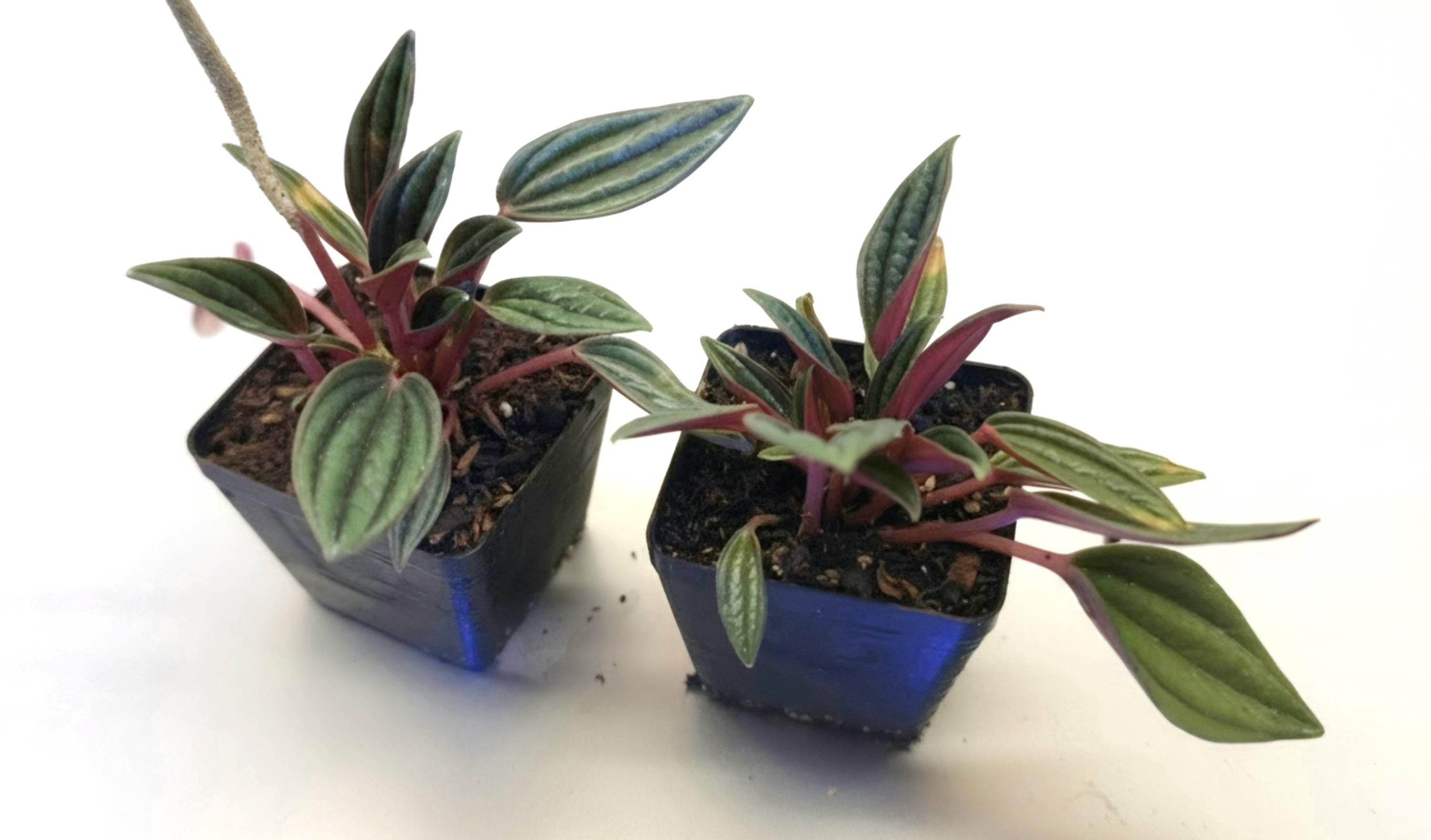 Peperomia Rosso Starter Plants: Green Leaves, Burgundy Undersides (2-inch Nursery Cups)