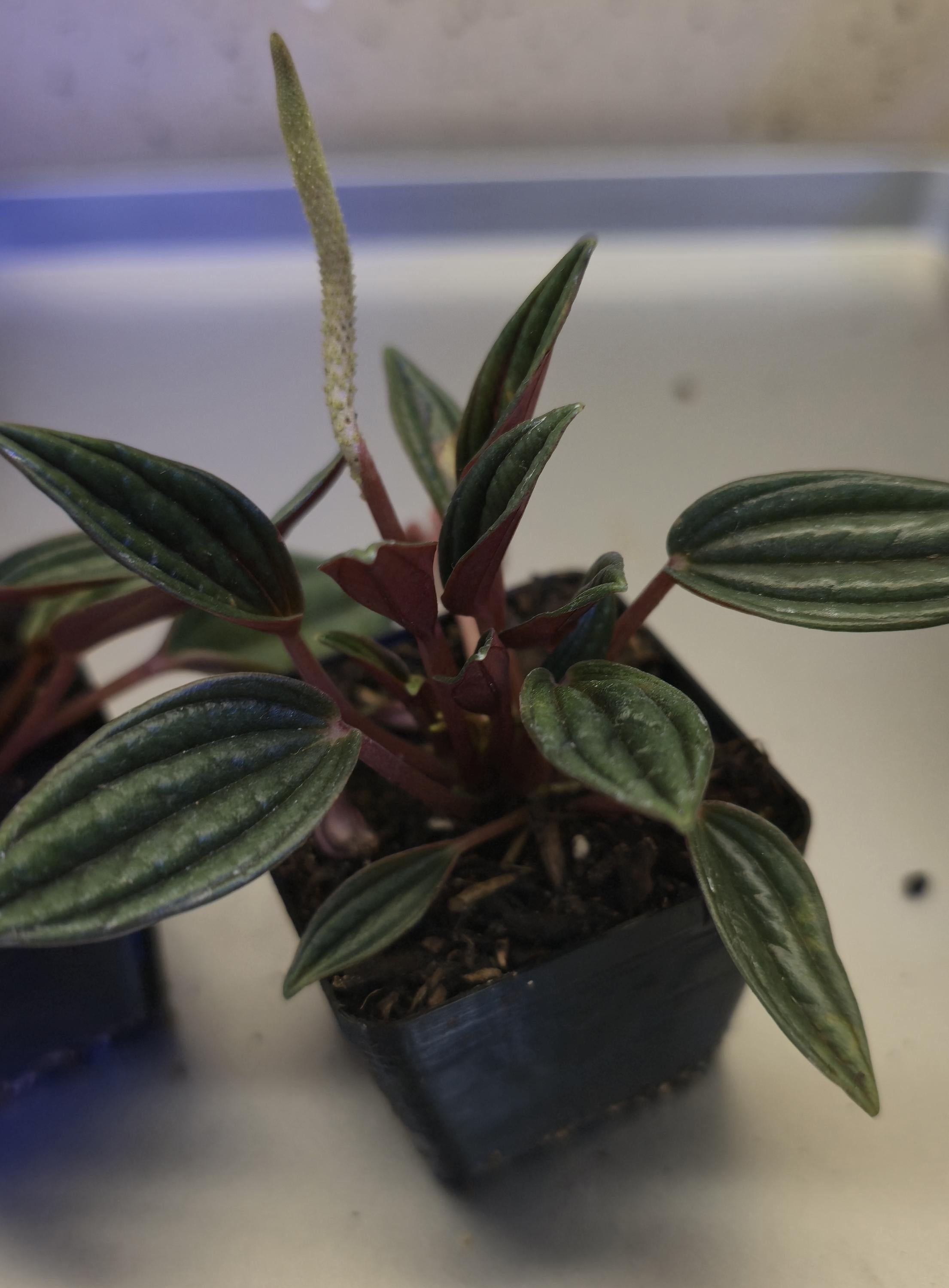 Peperomia Rosso Starter Plants: Green Leaves, Burgundy Undersides (2-inch Nursery Cups)