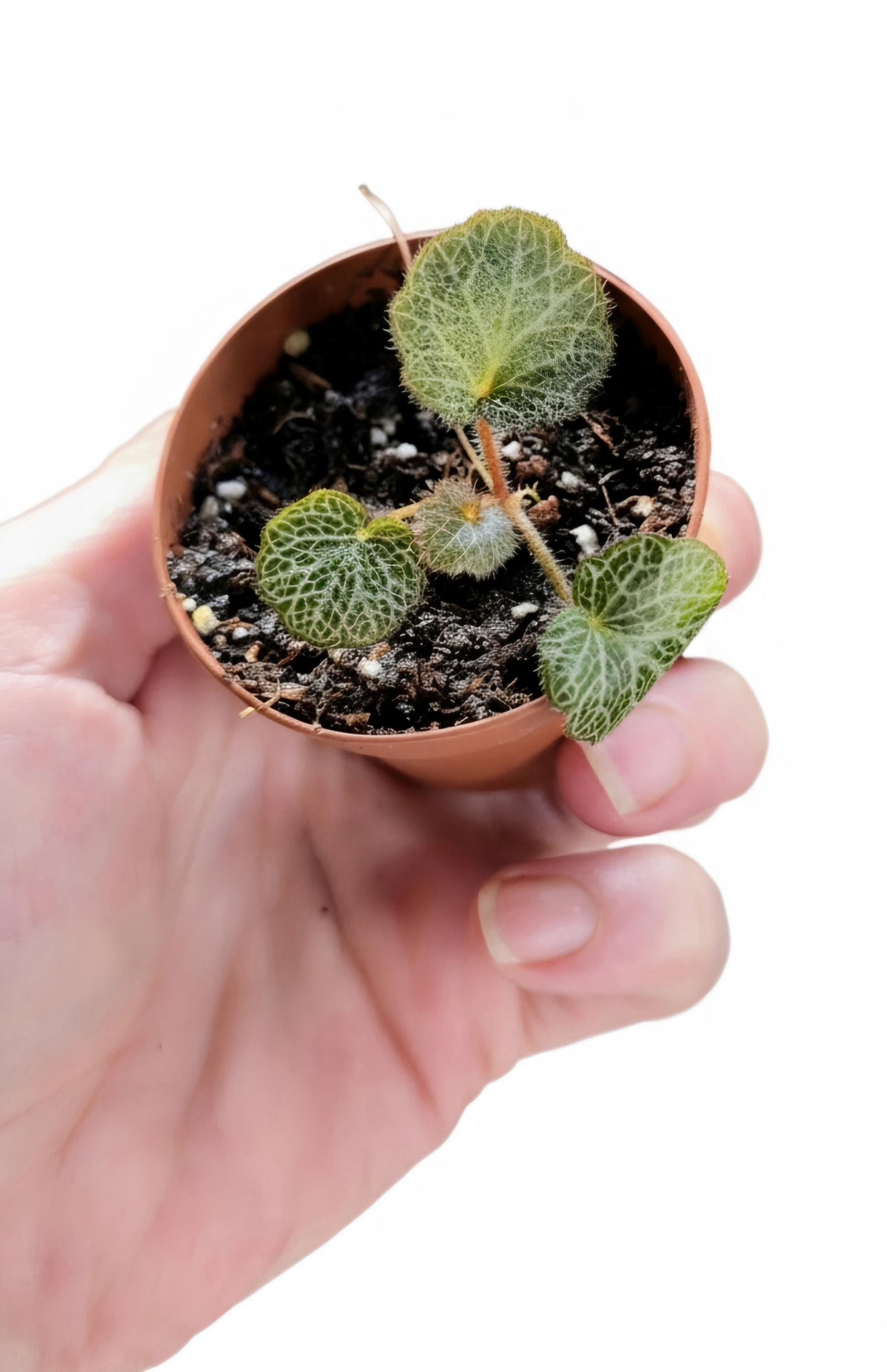 Strawberry Begonia Plantlet | Bioactive Vivarium Starter (Saxifraga Stolonifera)