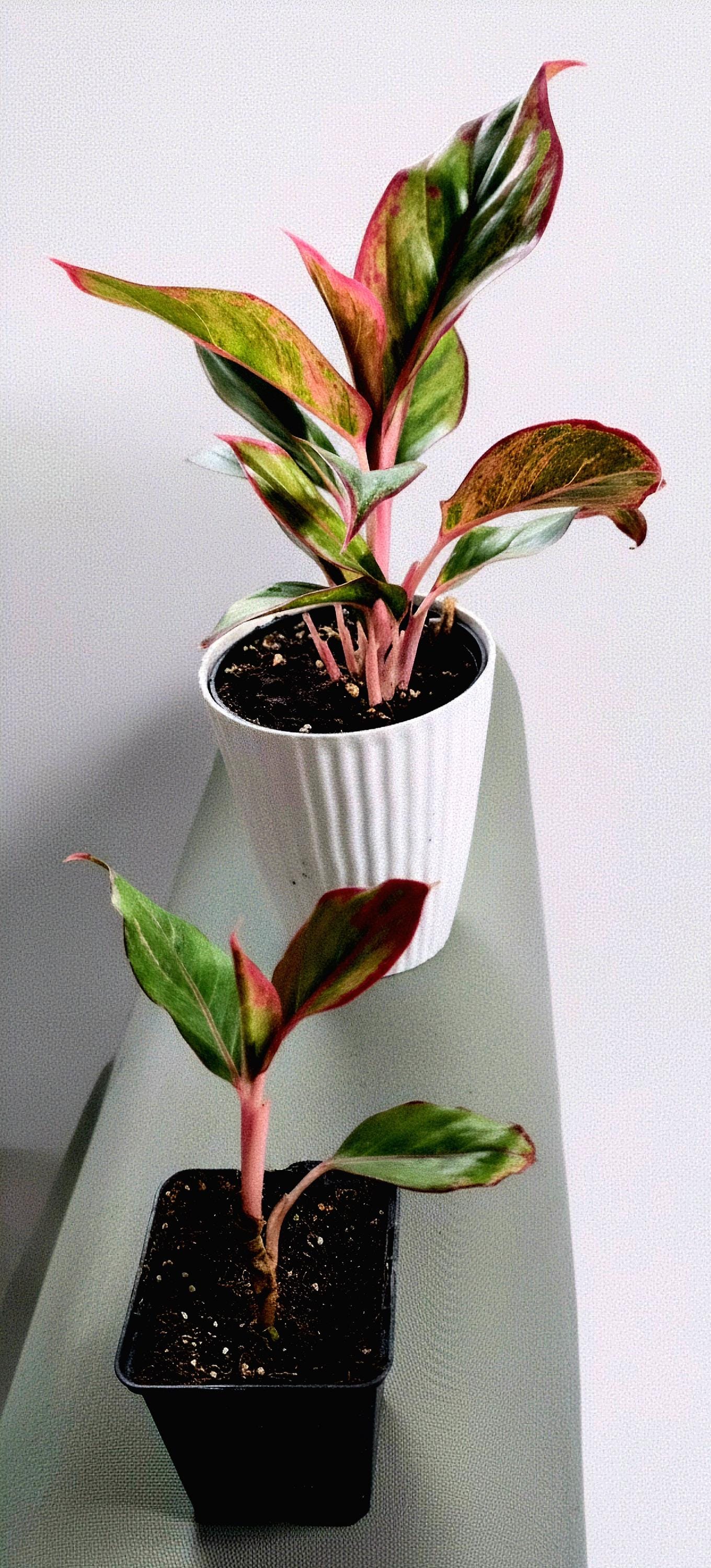 Aglaonema Siam Aurora Starter Plant | Red Chinese Evergreen, Pink Variegated Foliage