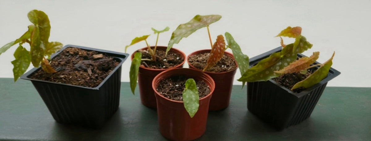 Polka Dot Begonia (Begonia Maculata) image 2 thumbnail