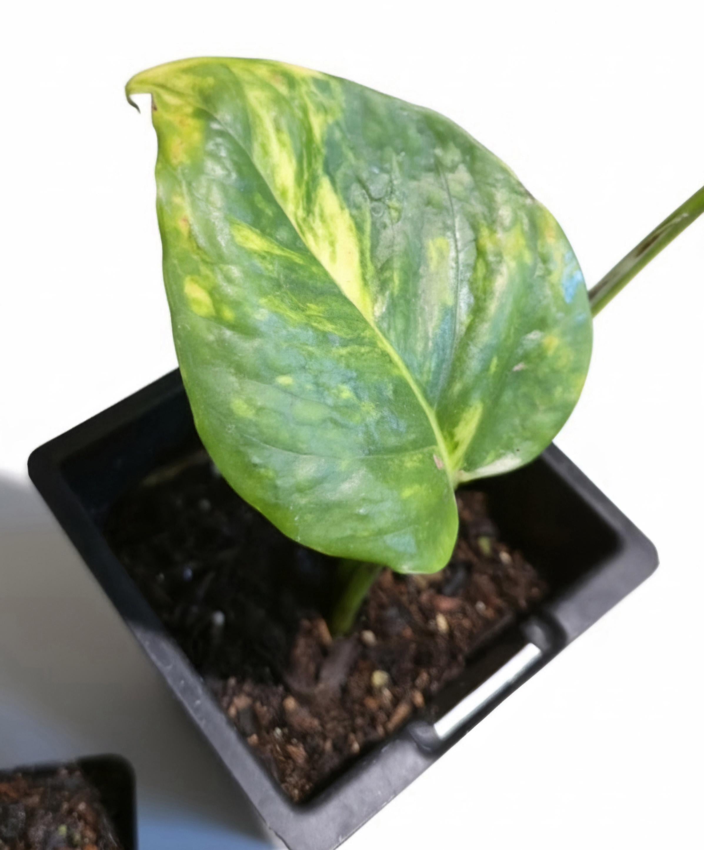 Rare Giant Golden Pothos | Epipremnum aureum