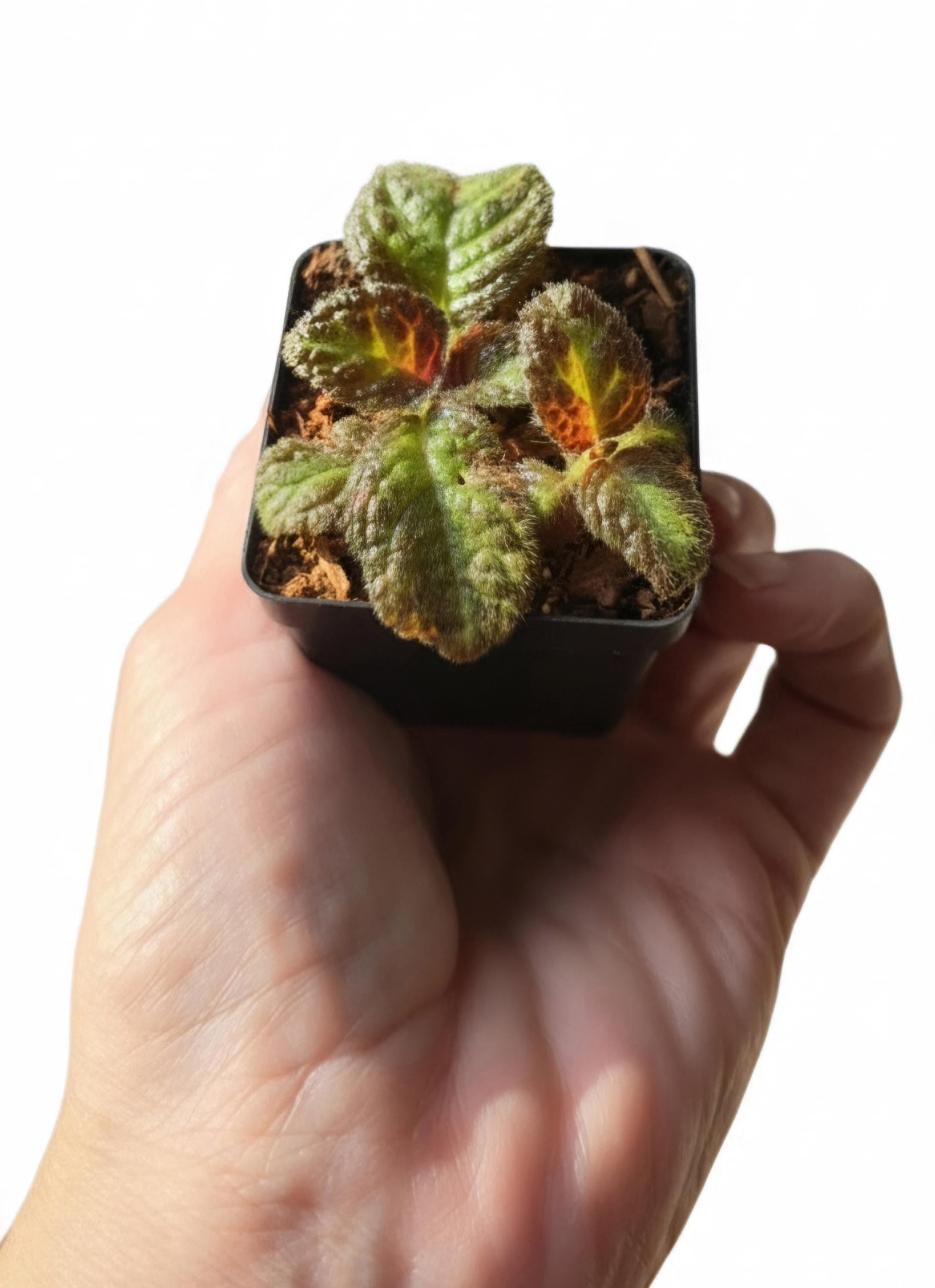 Amphibian-Safe Flame Violet (Episcia cupreata) | Rooted Starter Plant
