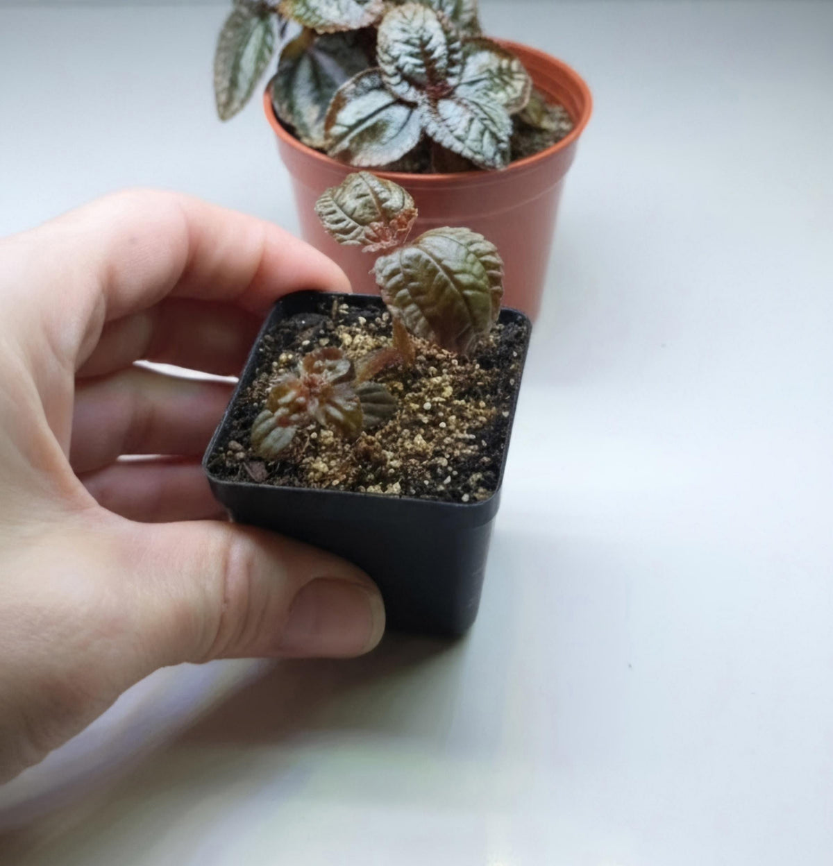 #6 thumbnail