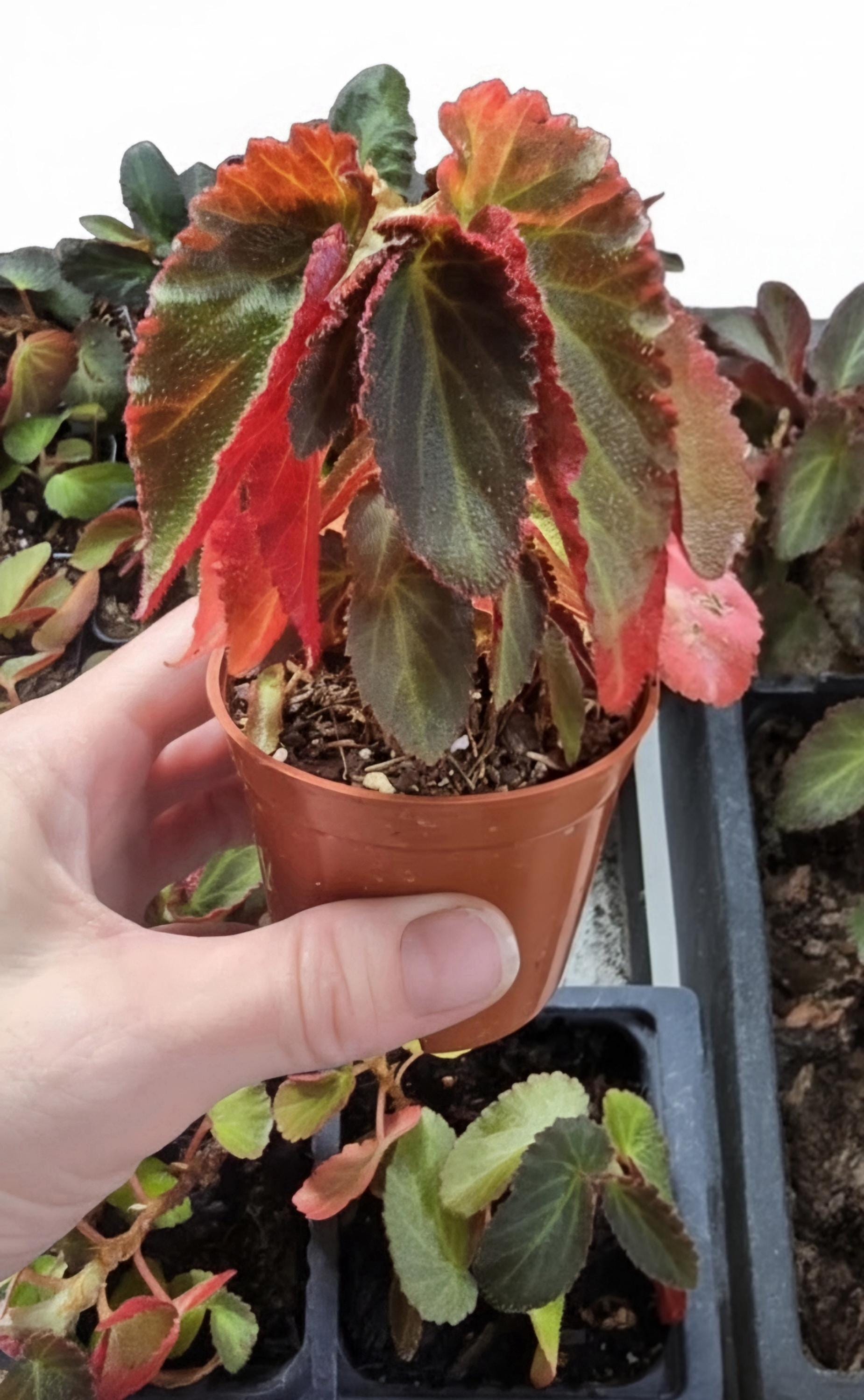 Begonia 'Martha Stewart' | 2" Rooted Starter Pot Live Houseplant