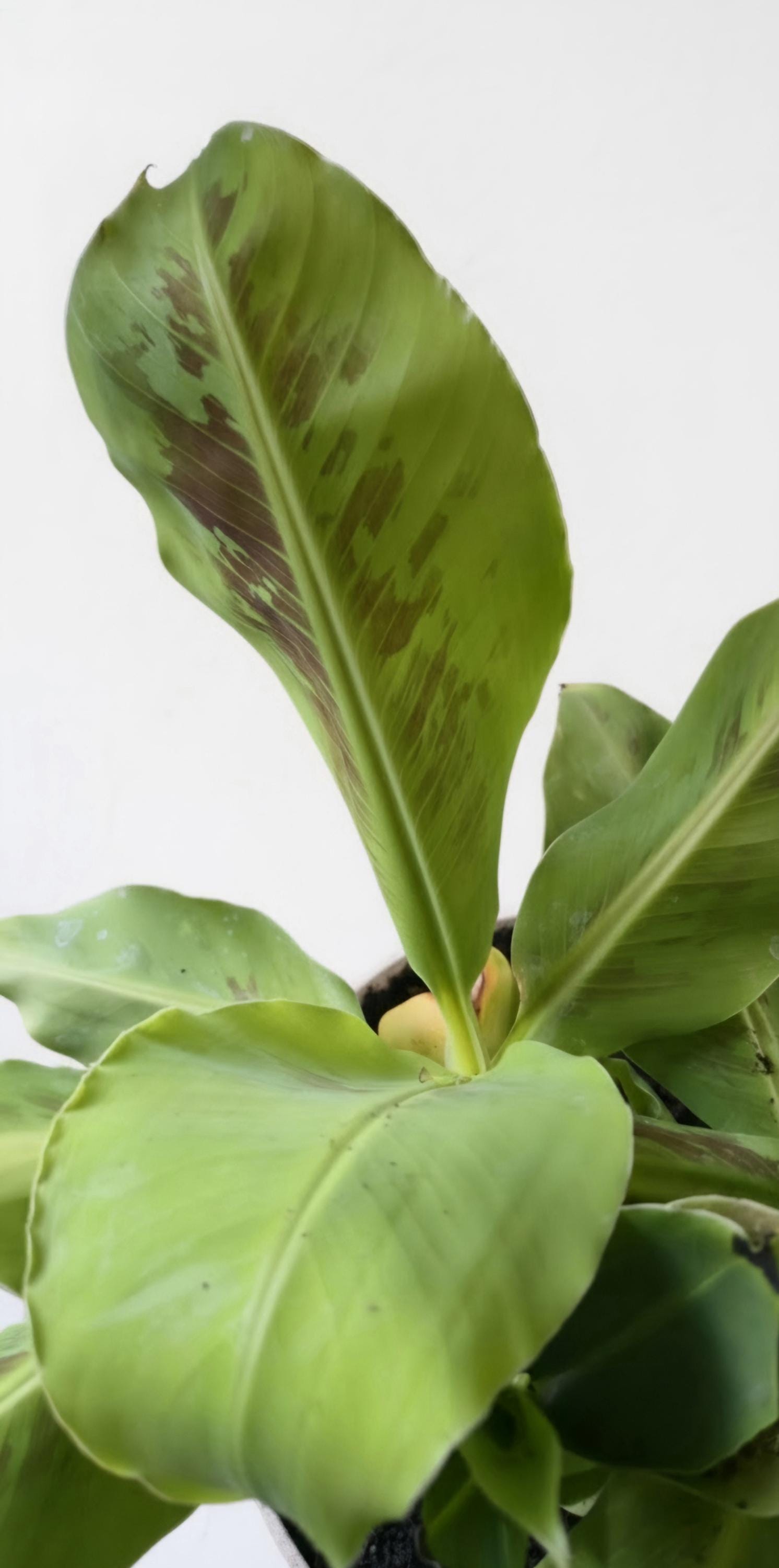 Rooted Dwarf Cavendish Banana Pups (Pet-Safe)