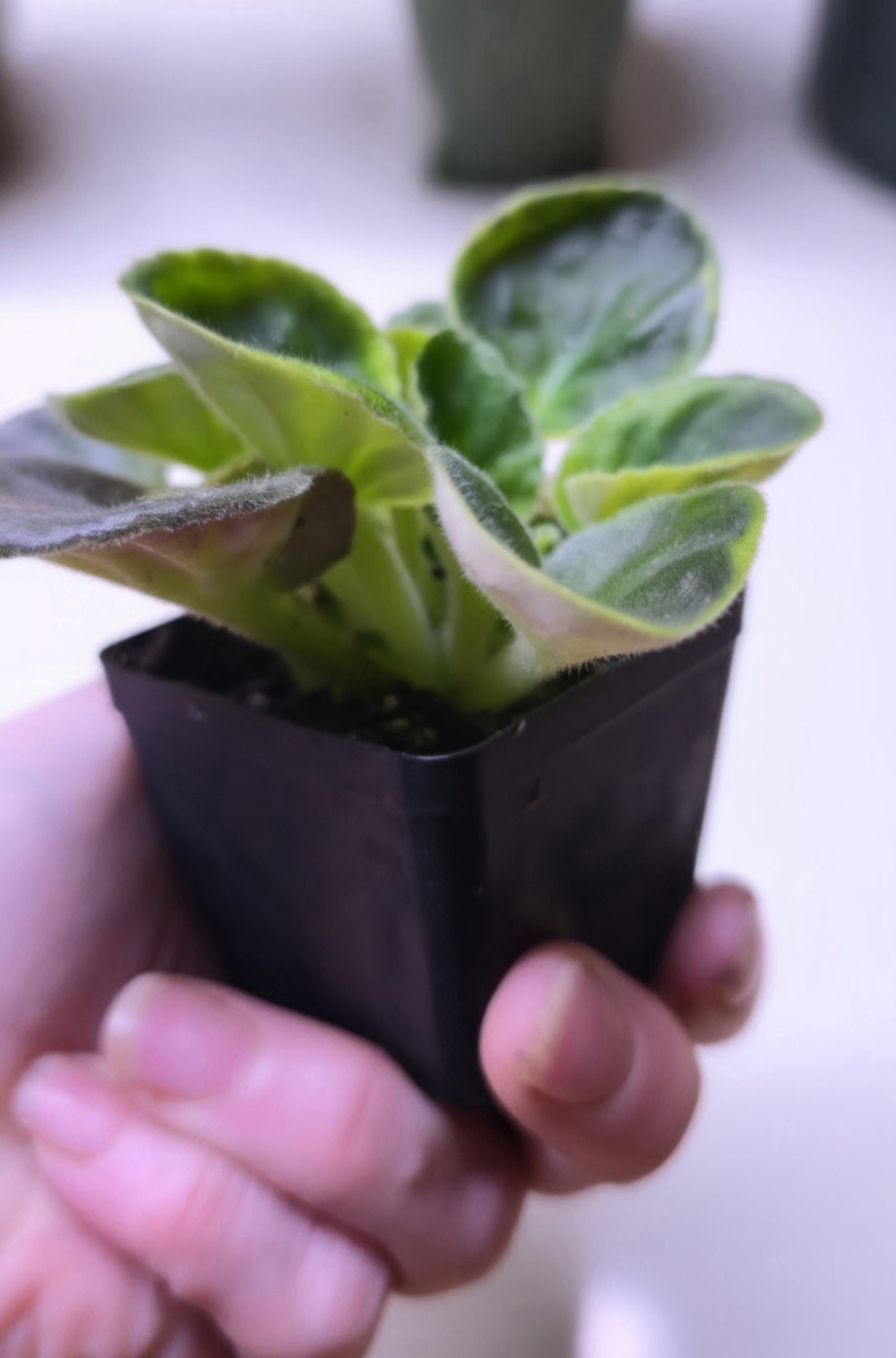 Live White African Violet Plant – Saintpaulia Ionantha in 4" Pot | Continuous Blooming Elegant Indoor Houseplant | Perfect Gift