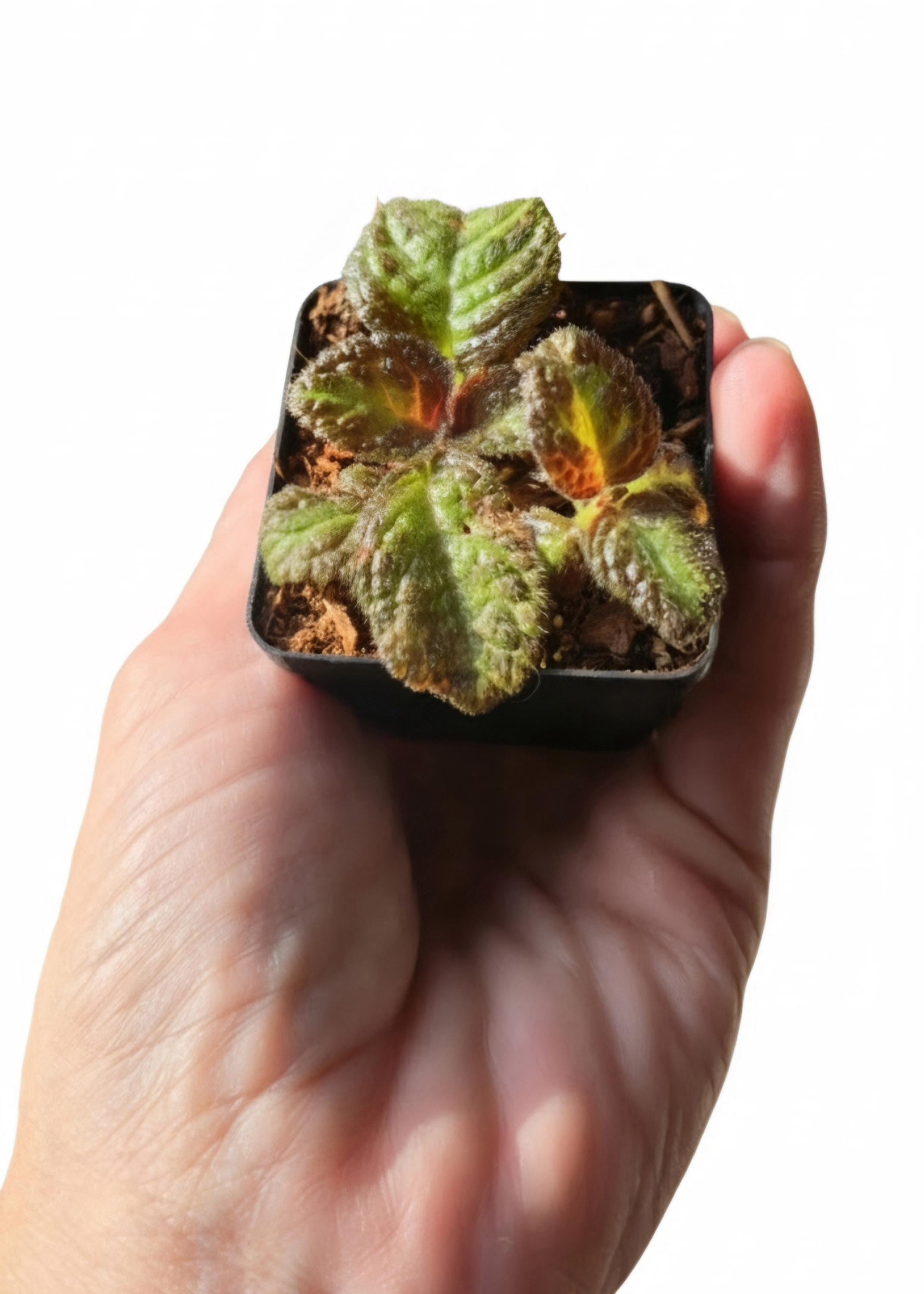 Amphibian-Safe Flame Violet (Episcia cupreata) | Rooted Starter Plant