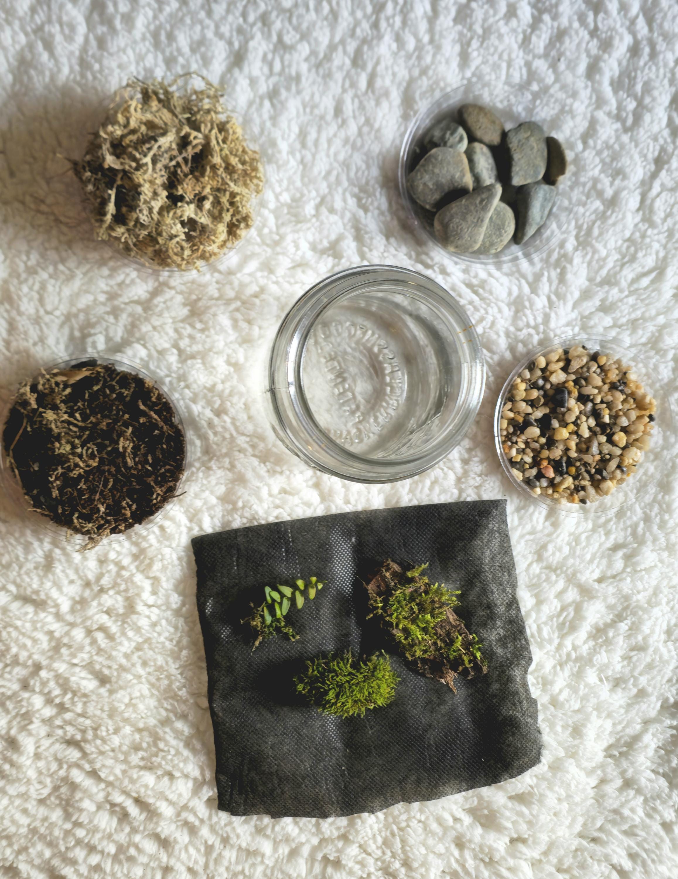 The Century Ecosystem - DIY Terrarium Kit