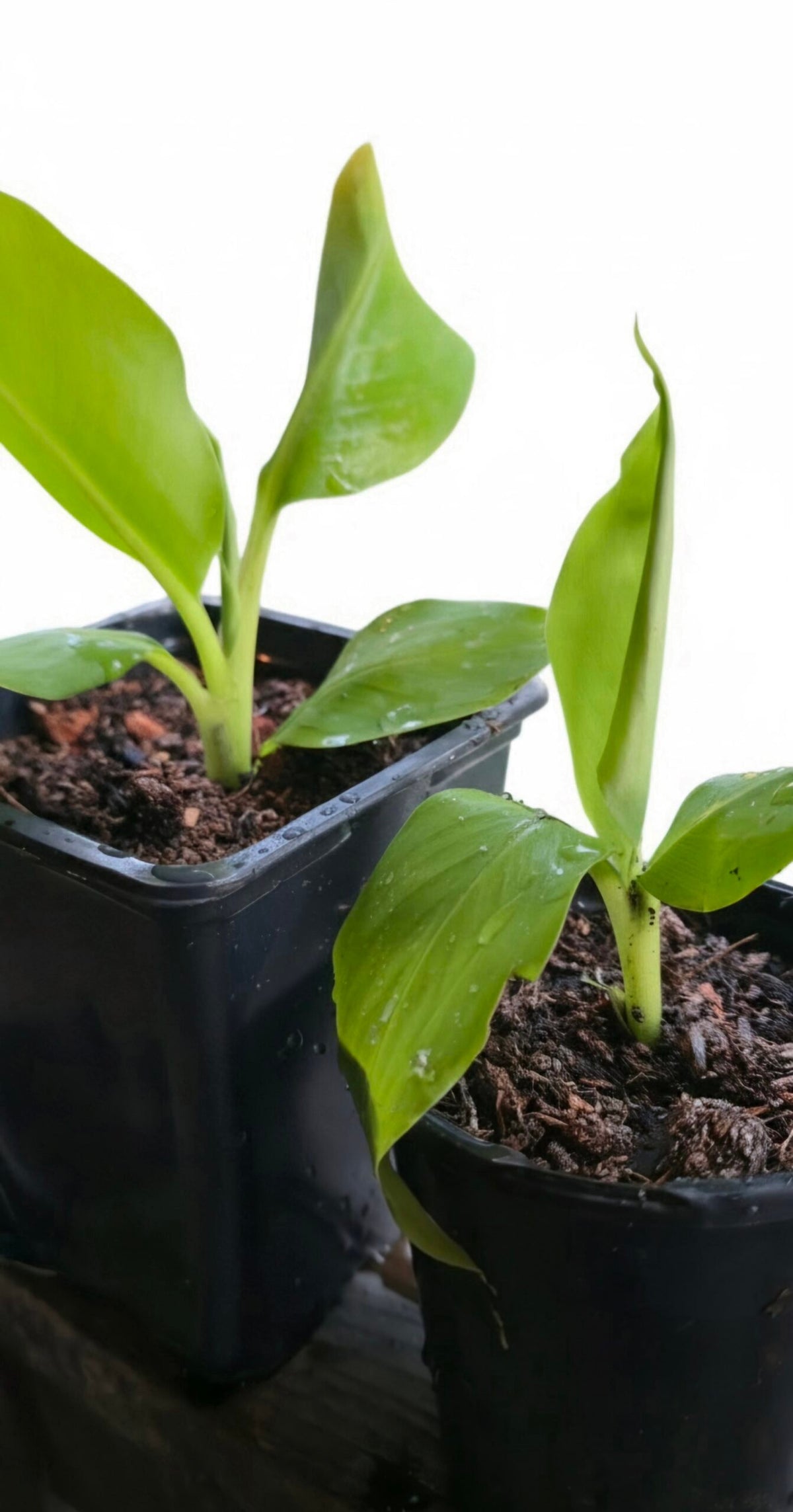 Dwarf Cavendish Banana Plant image 2 thumbnail