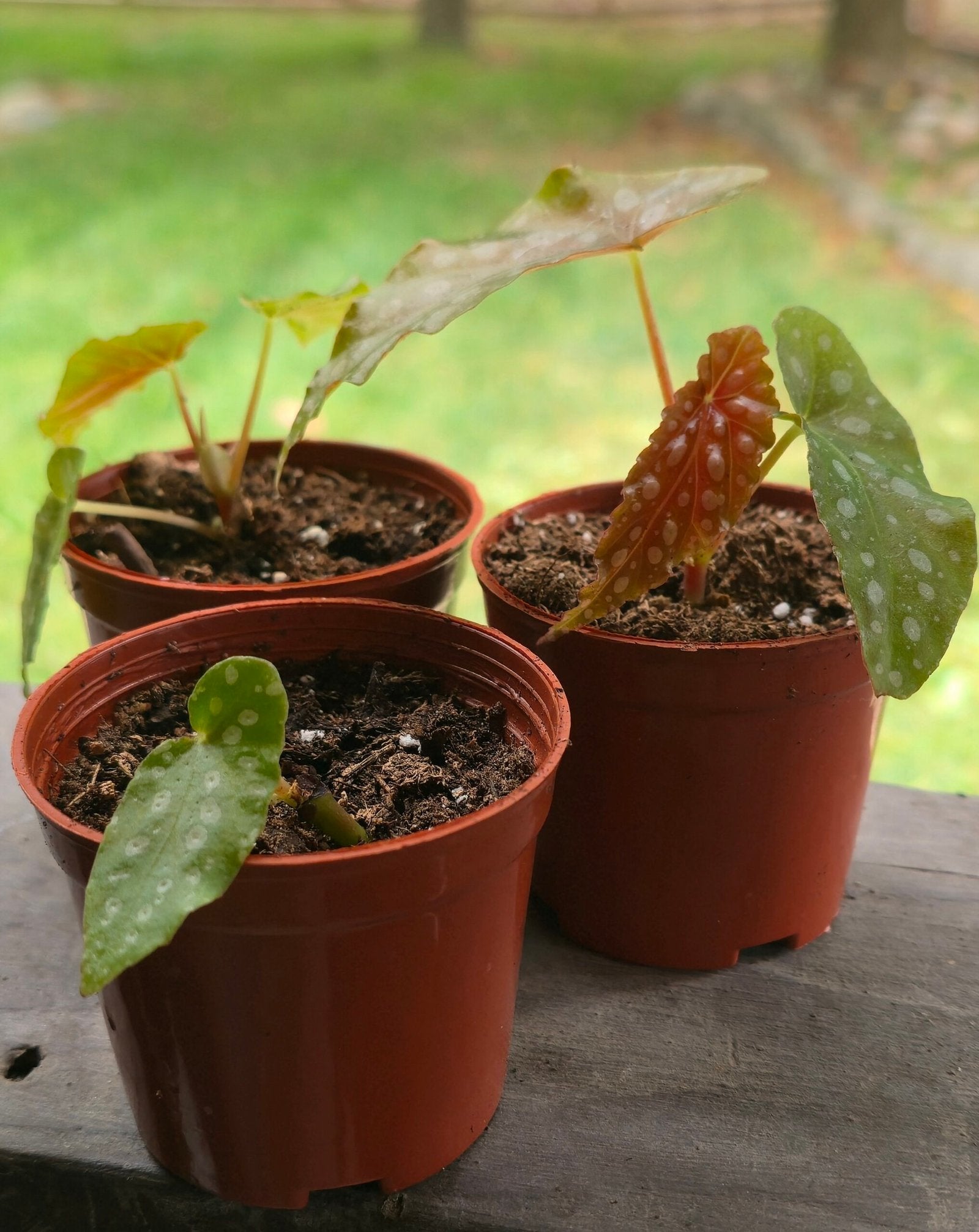 Polka Dot Begonia (Begonia Maculata) image 1