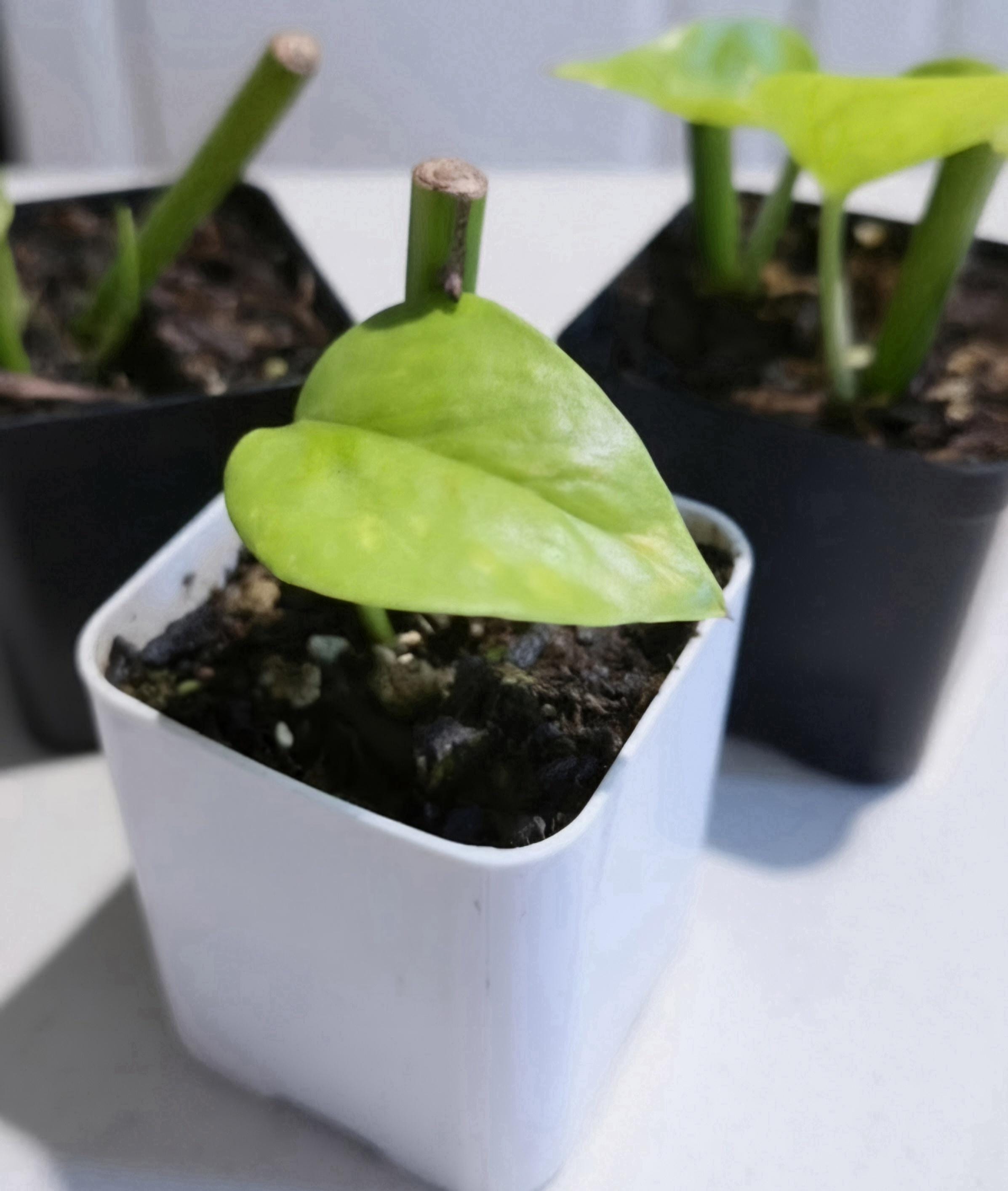 Rare Giant Golden Pothos | Epipremnum aureum