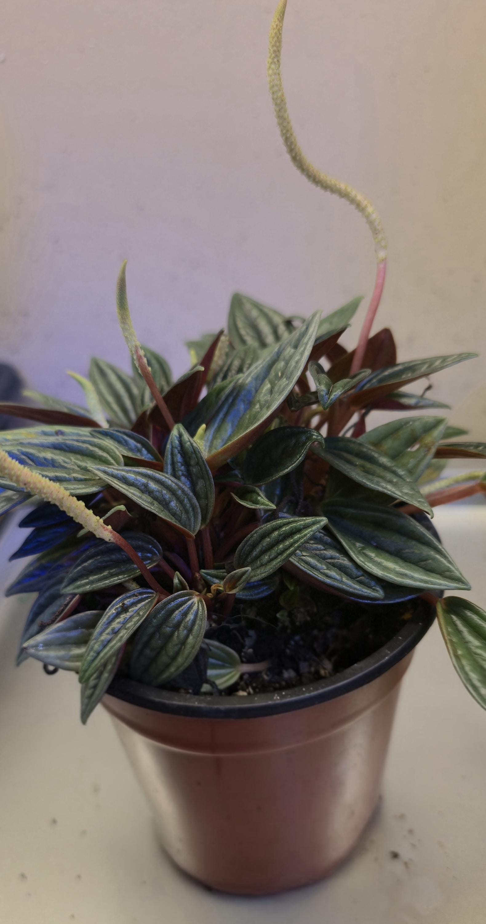 Peperomia Rosso Starter Plants: Green Leaves, Burgundy Undersides (2-inch Nursery Cups)