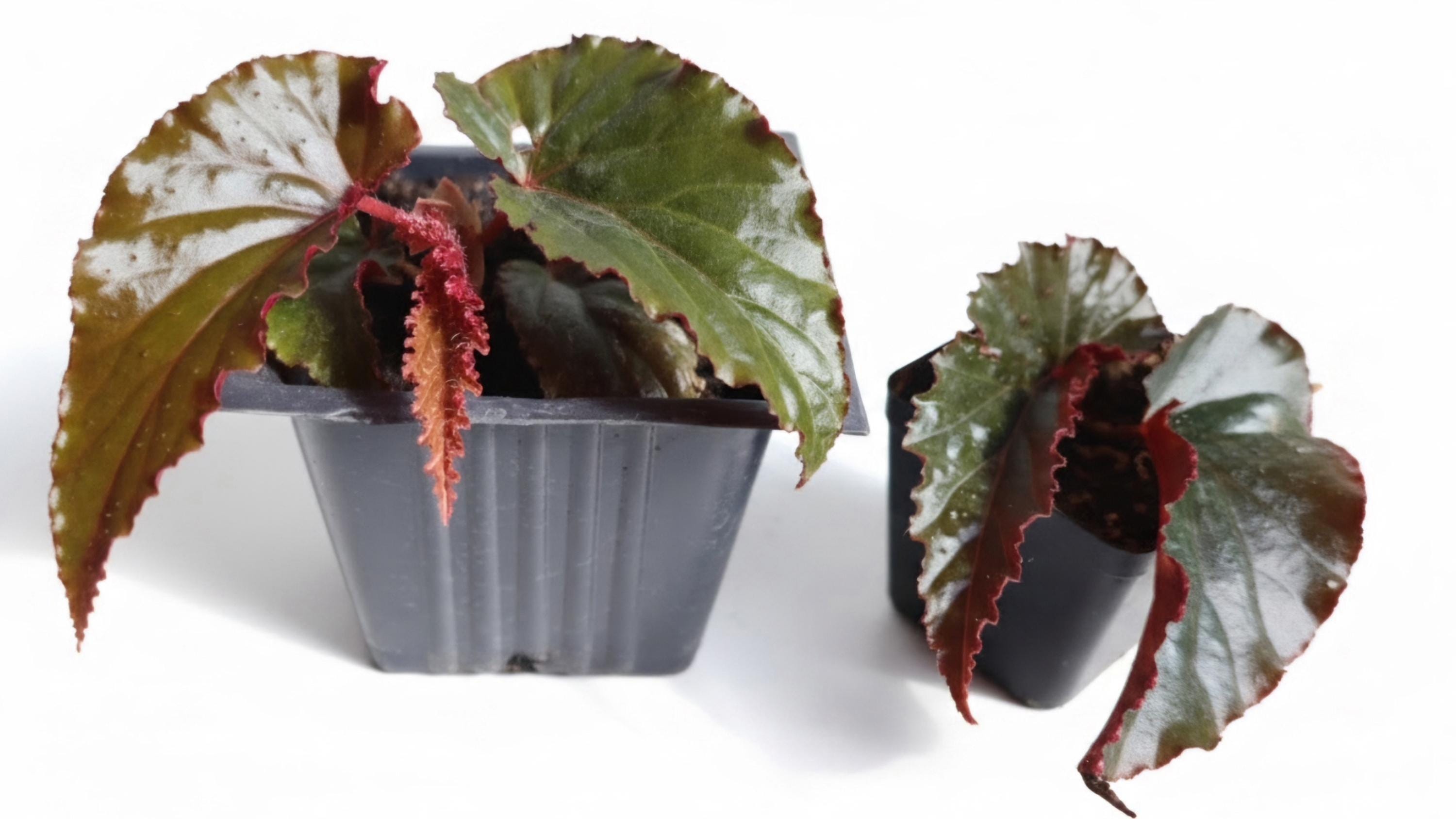 Begonia 'Arabian Sunset' Live Plant | Rhizomatous Angel Wing Foliage, Bronze Live Houseplant