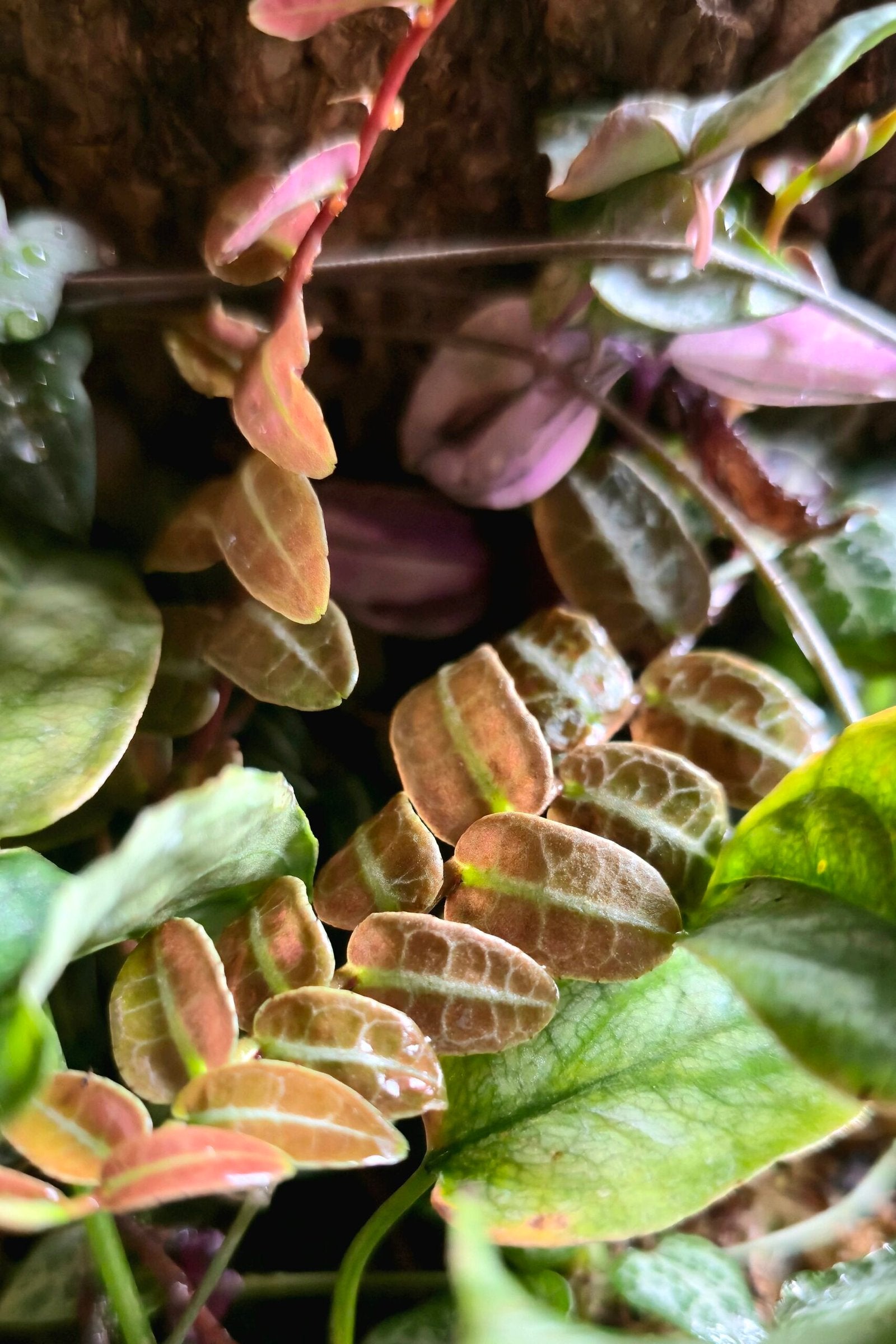 Marcgravia Umbellata Climbing Vine image 2