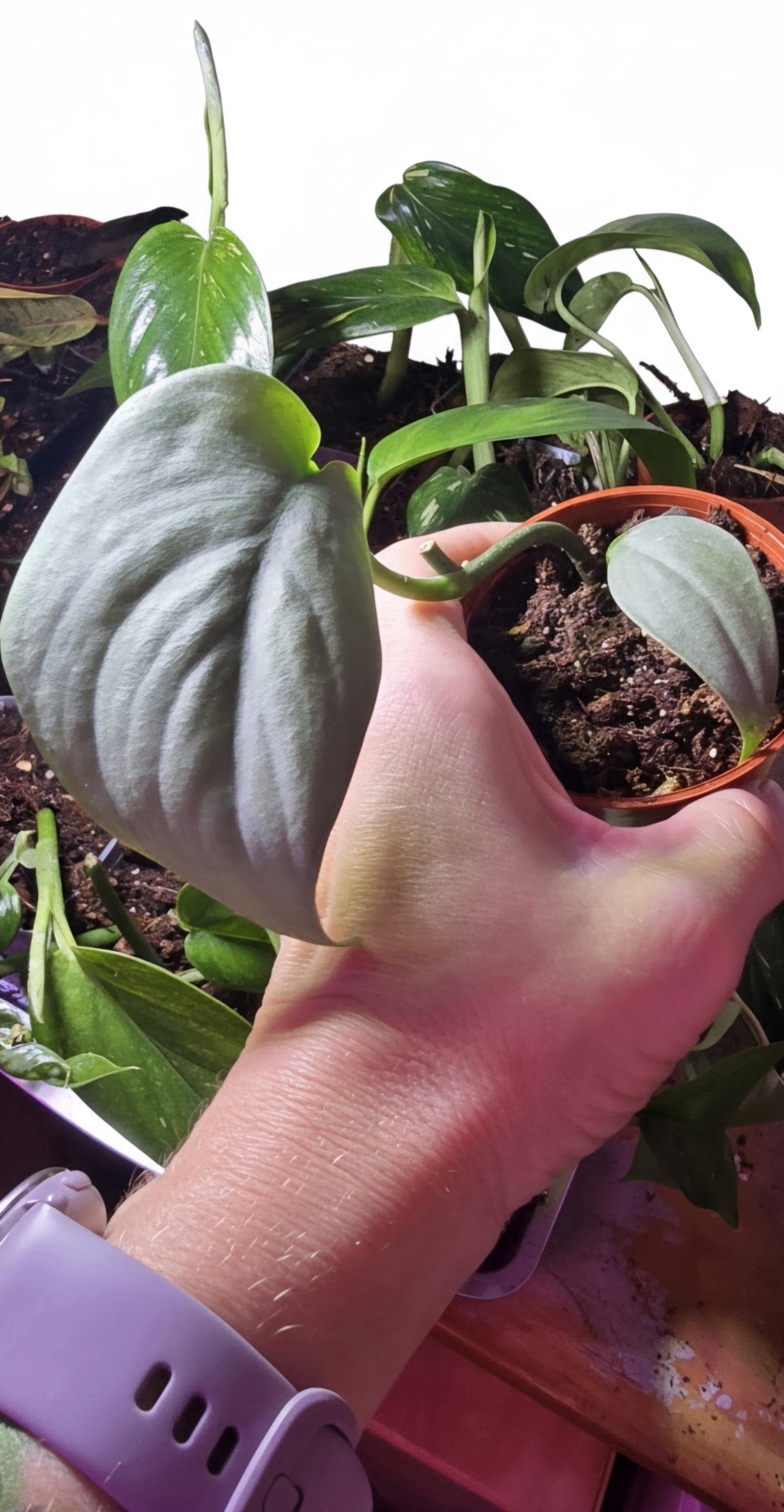 Rooted Scindapsus Treubii Moonlight Starter Plant Actively Growing Sterling Silver Pothos Well-Rooted Live Houseplant
