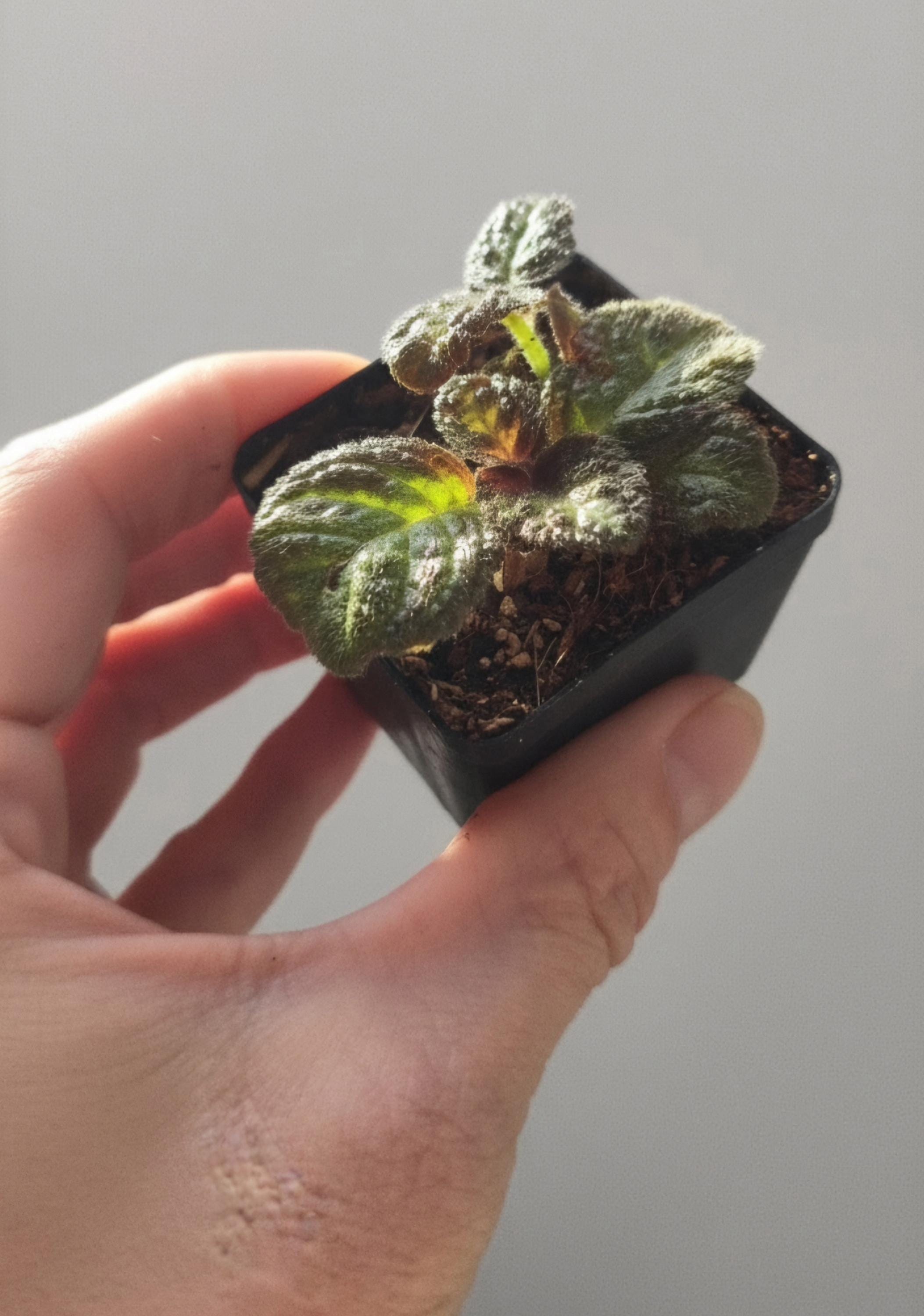 Amphibian-Safe Flame Violet (Episcia cupreata) | Rooted Starter Plant