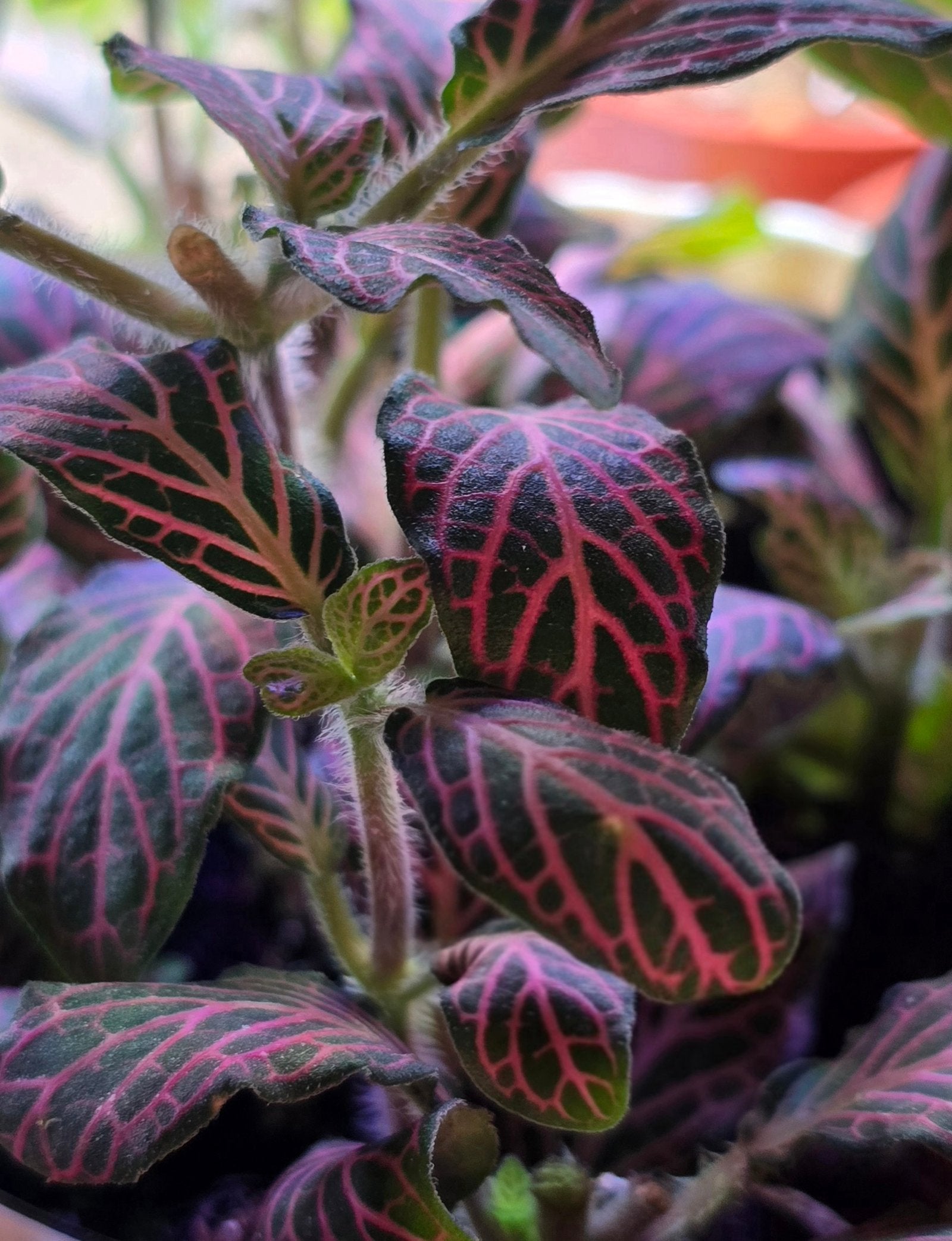 Pink Nerve Plant | Fittonia albivenis image 1