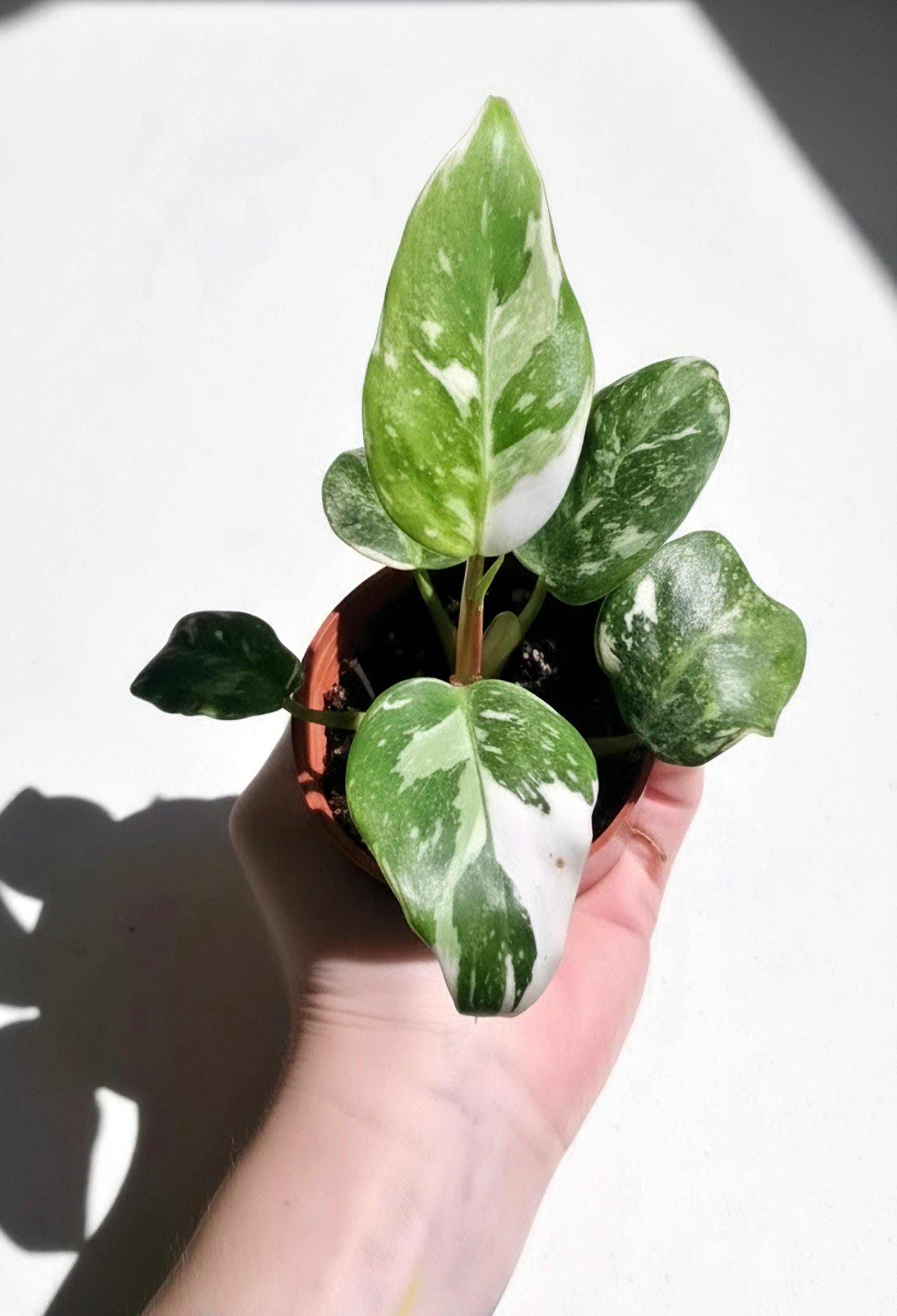 Philodendron White Princess Rooted Starter Plant | Rare Houseplant | Live Plant