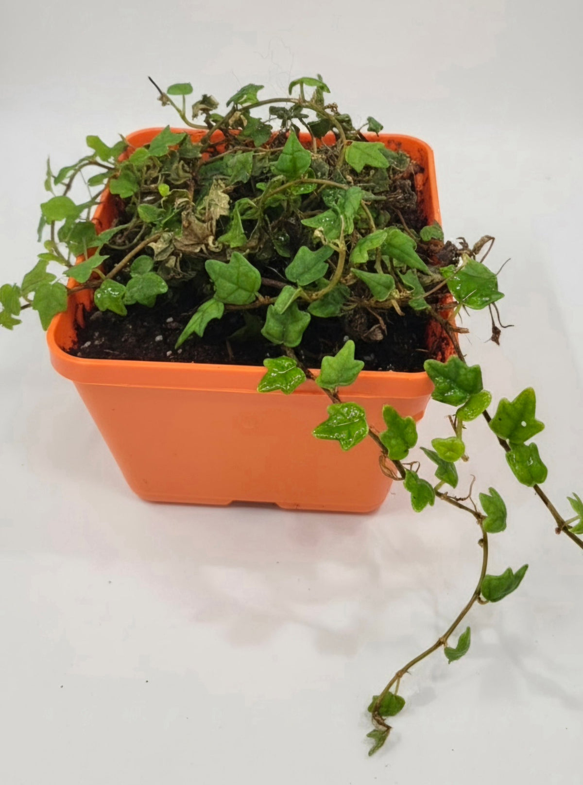 String of Frogs / Ficus pumila ' Quercifolia image 2 thumbnail