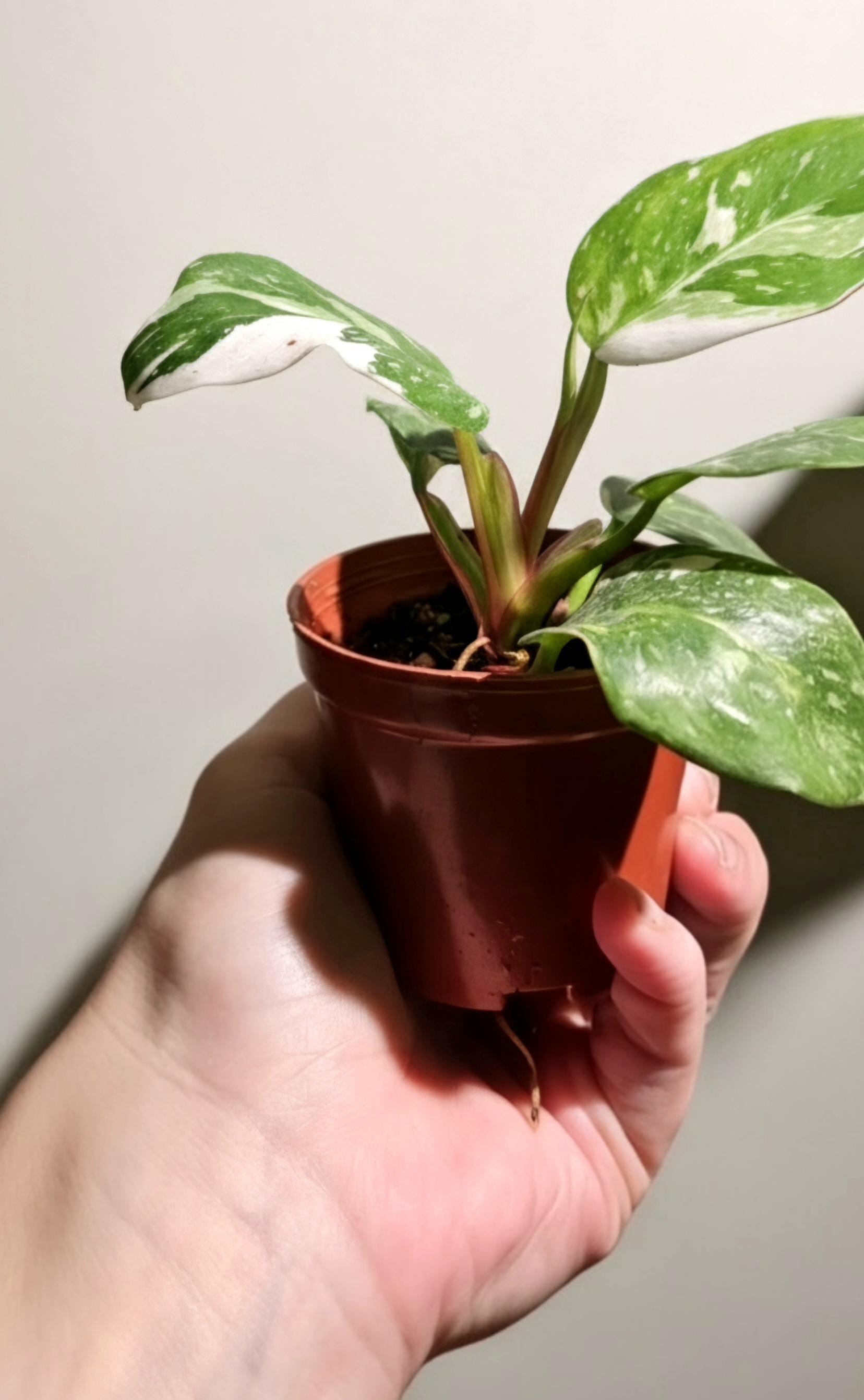 Philodendron White Princess Rooted Starter Plant | Rare Houseplant | Live Plant