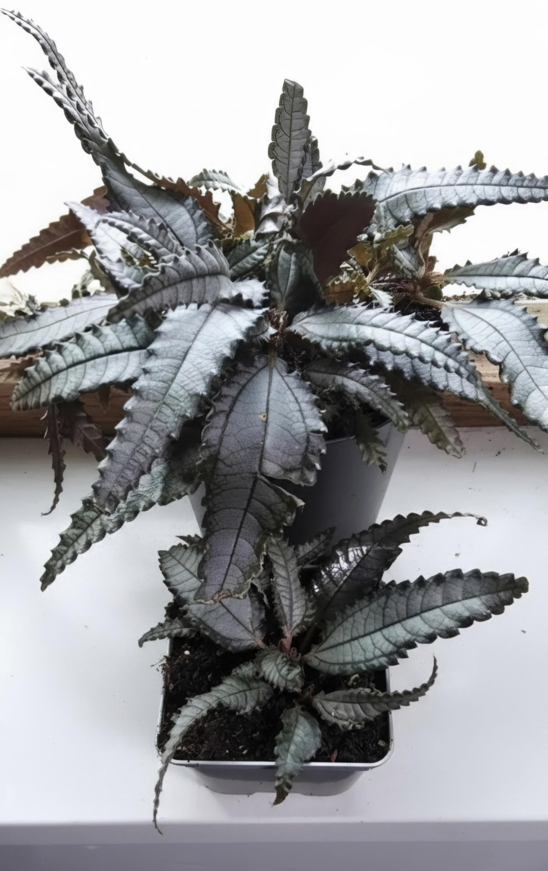 Pilea Dark Mystery | (Lizard Tails Pilea) | Rooted