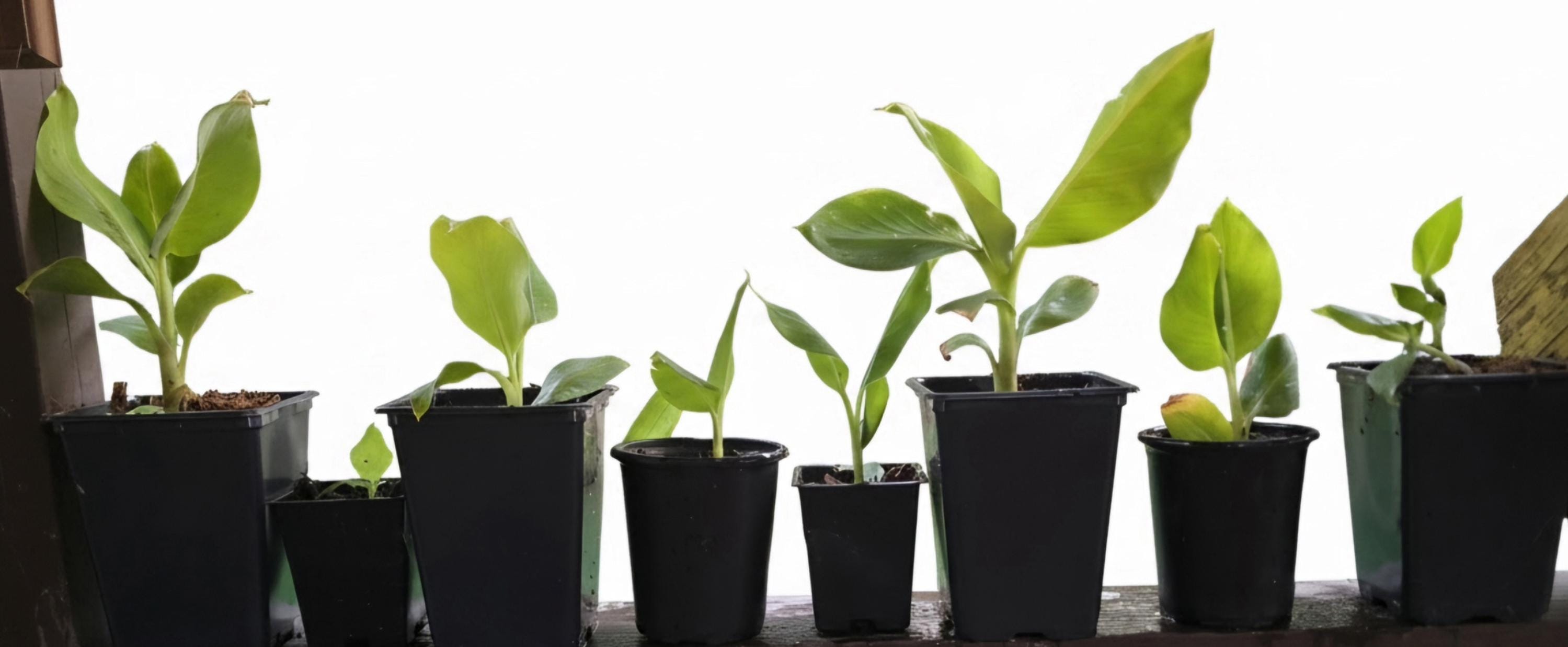 Rooted Dwarf Cavendish Banana Pups (Pet-Safe)