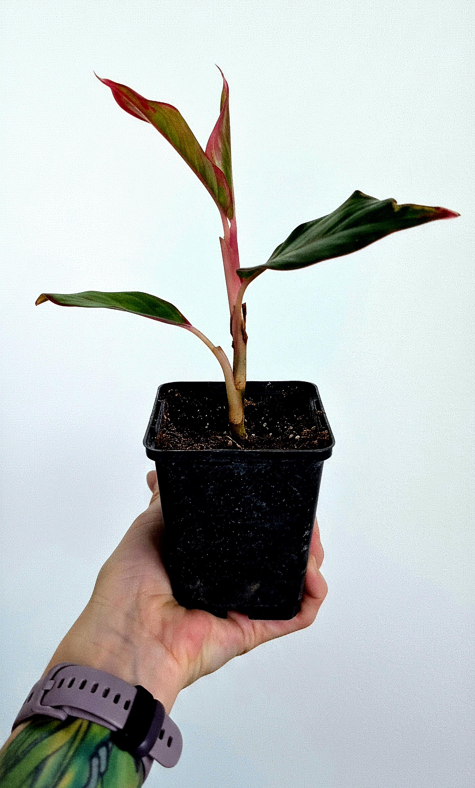 Aglaonema Siam Aurora Starter Plant | Red Chinese Evergreen, Pink Variegated Foliage