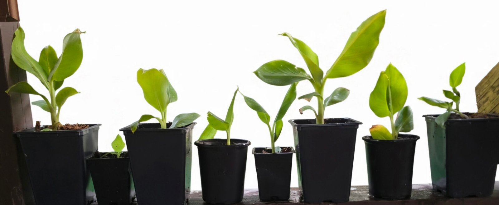 Dwarf Cavendish Banana Plant image 1