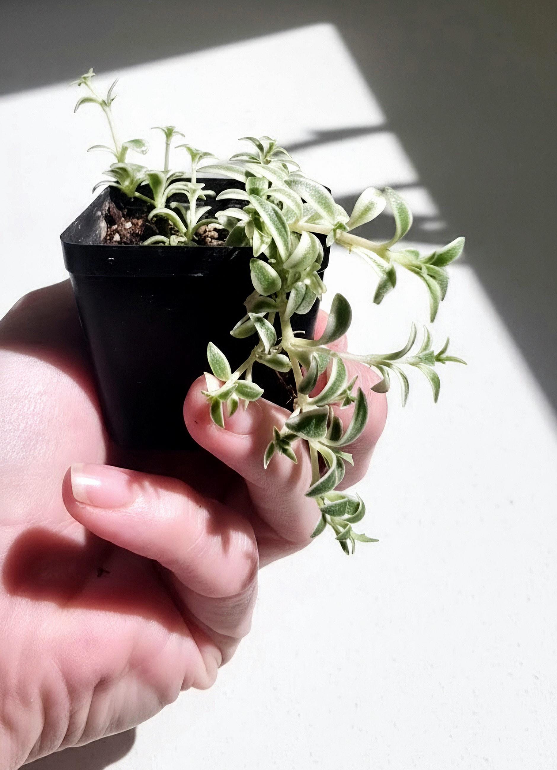 Variegated Baby Sun Rose Plant | Trailing Succulent (Aptenia cordifolia 'Variegata')