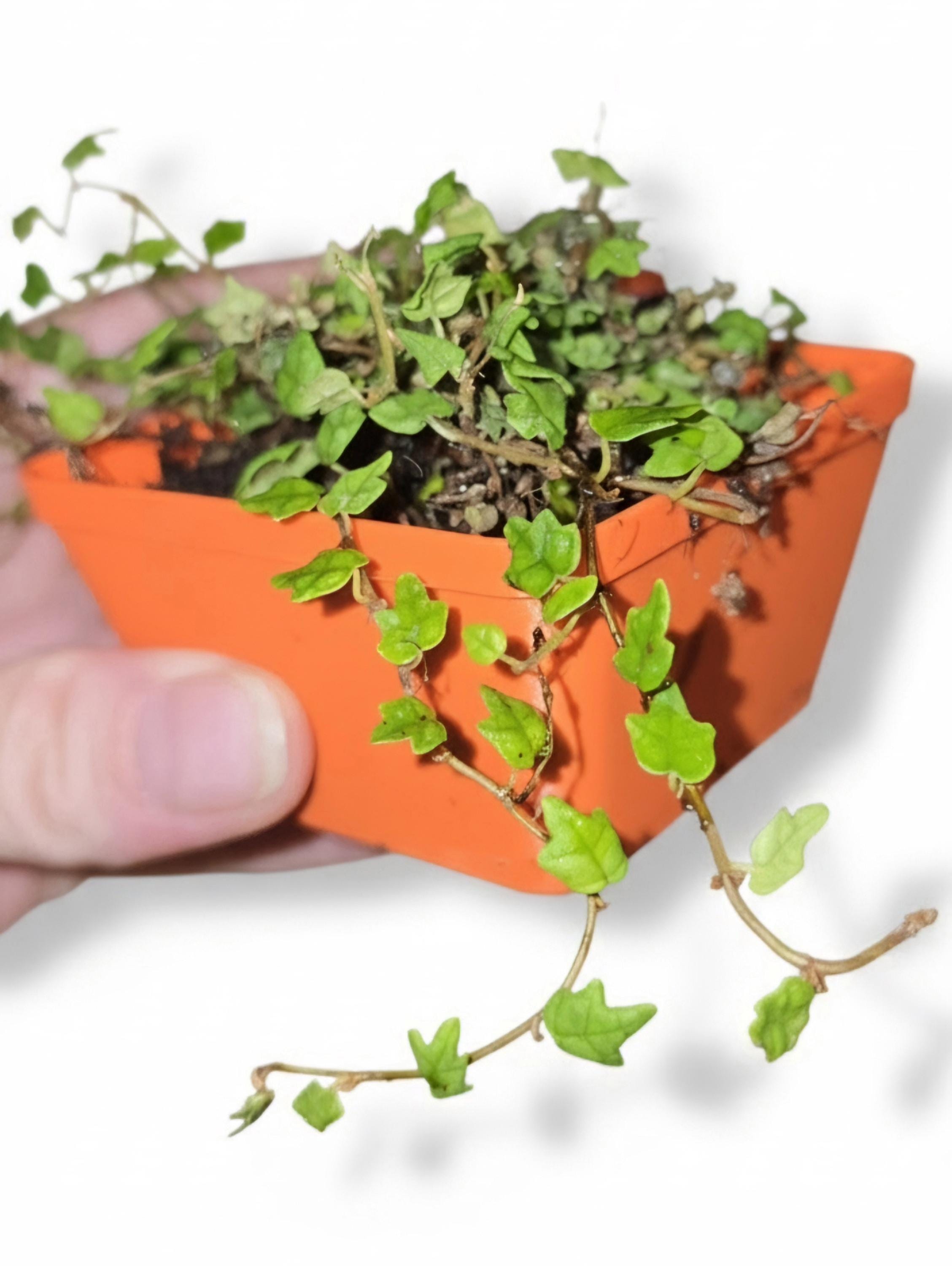 String of Frogs | Ficus pumila 'Quercifolia'
