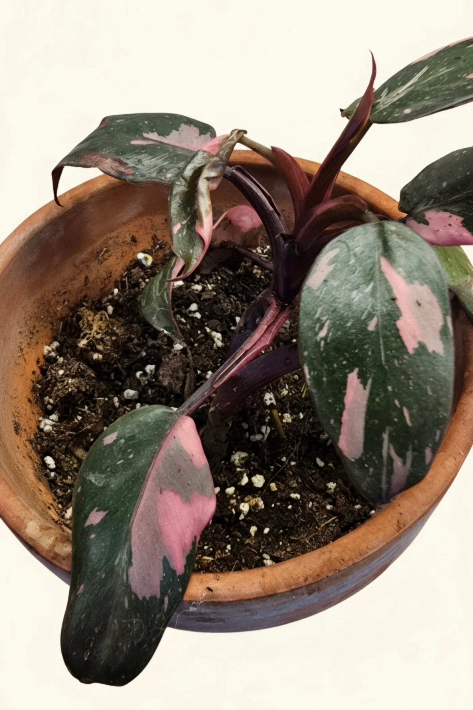 Philodendron 'Pink Princess' image 0