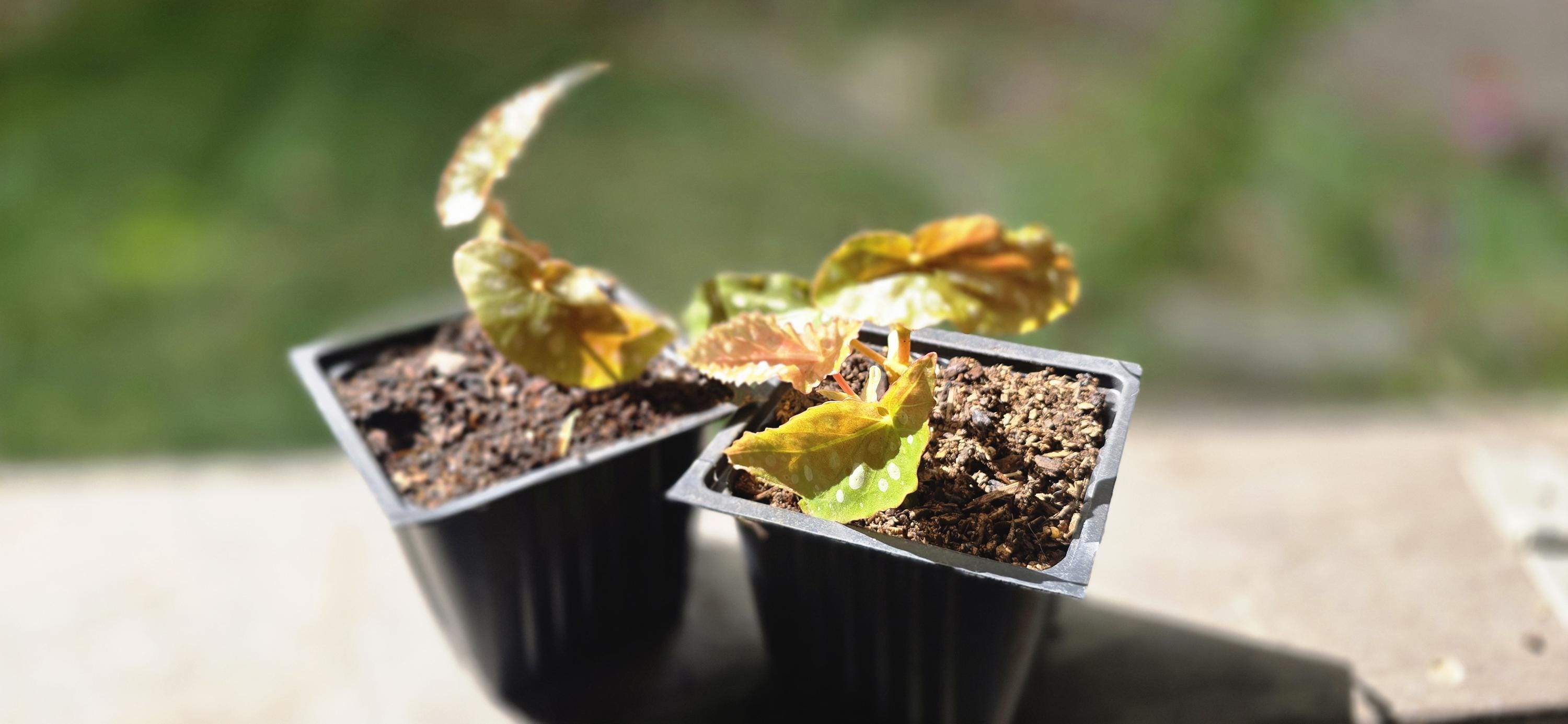 Angel Wing Begonia Starter | Polka Dot Leaves, Burgundy Underside (Potted)