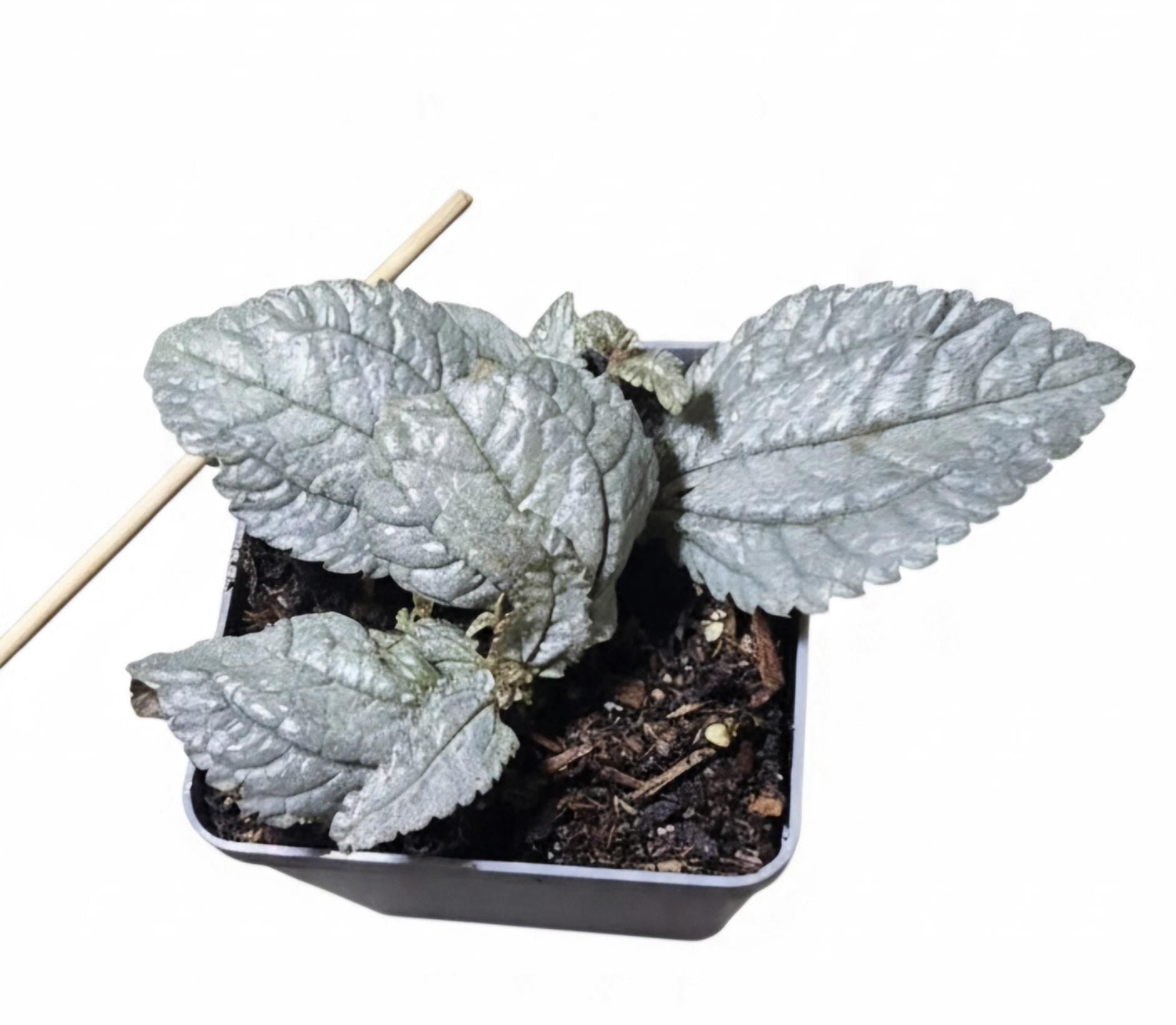 Silver Cloud Pilea – Quilted Silver Leaves, Terrarium Ready Plant