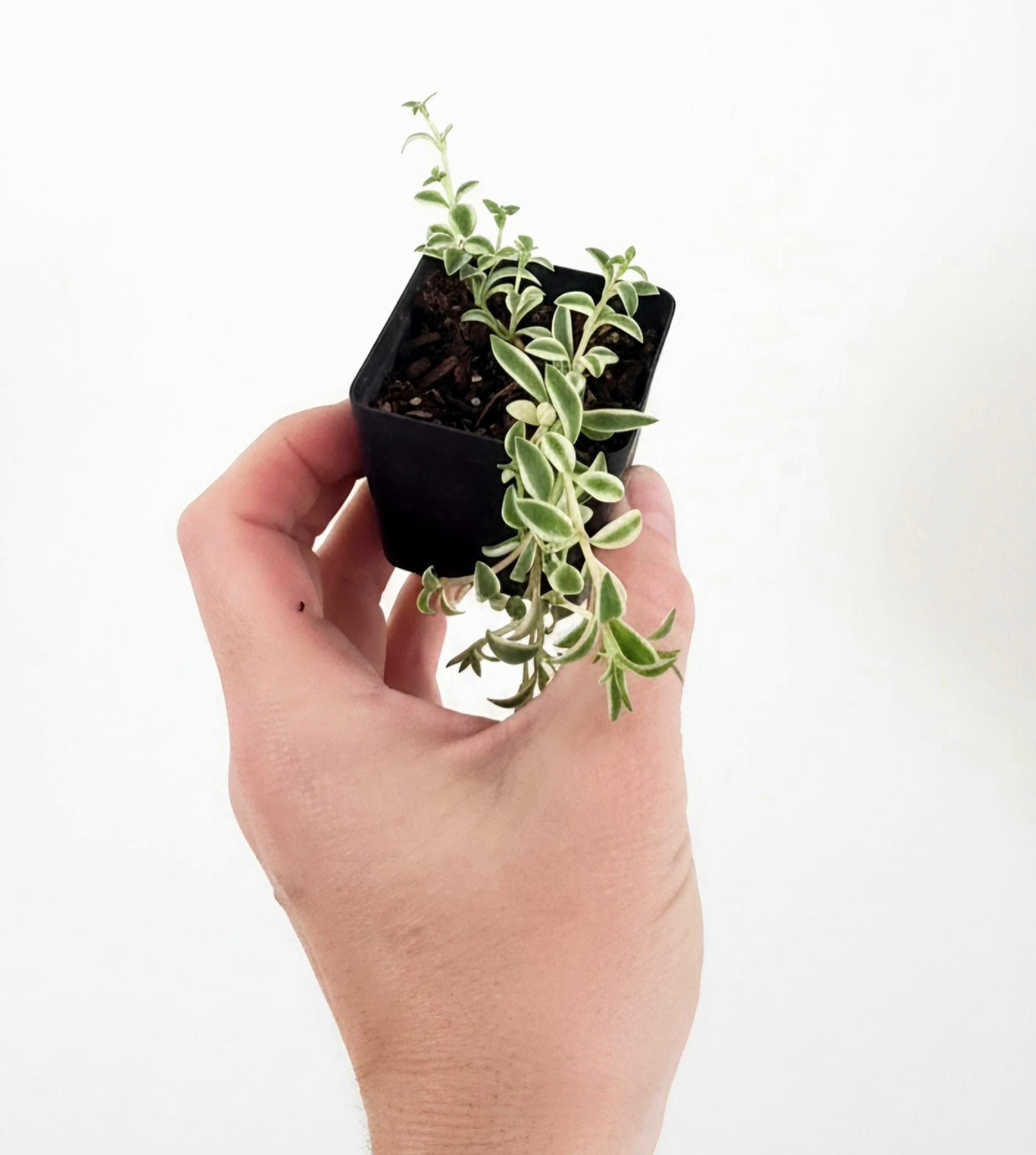 Variegated Baby Sun Rose Plant | Trailing Succulent (Aptenia cordifolia 'Variegata')