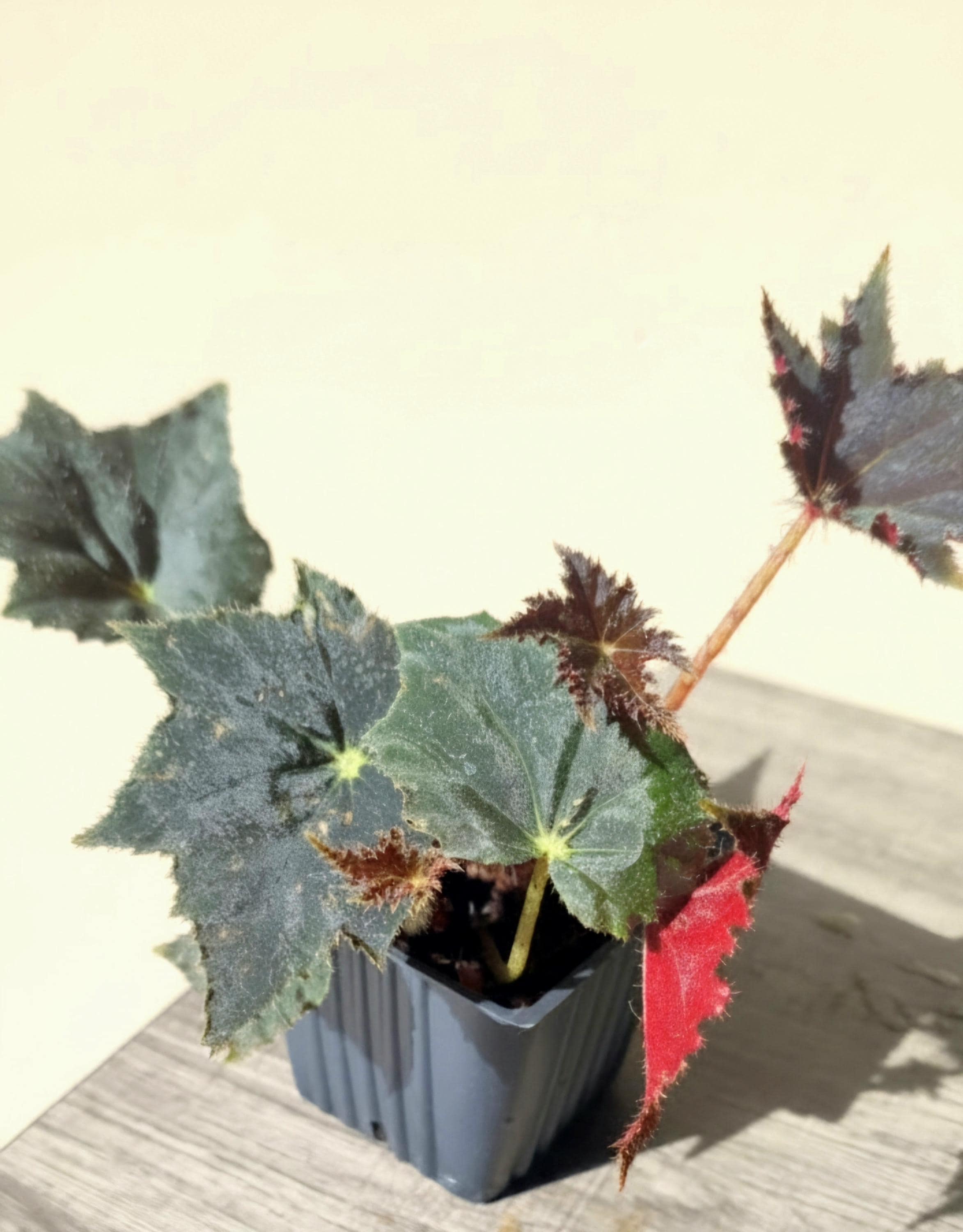 Rooted Begonia 'Black Velvet' Indoor Plant | Dark Foliage, Red Stems | 4" Pot