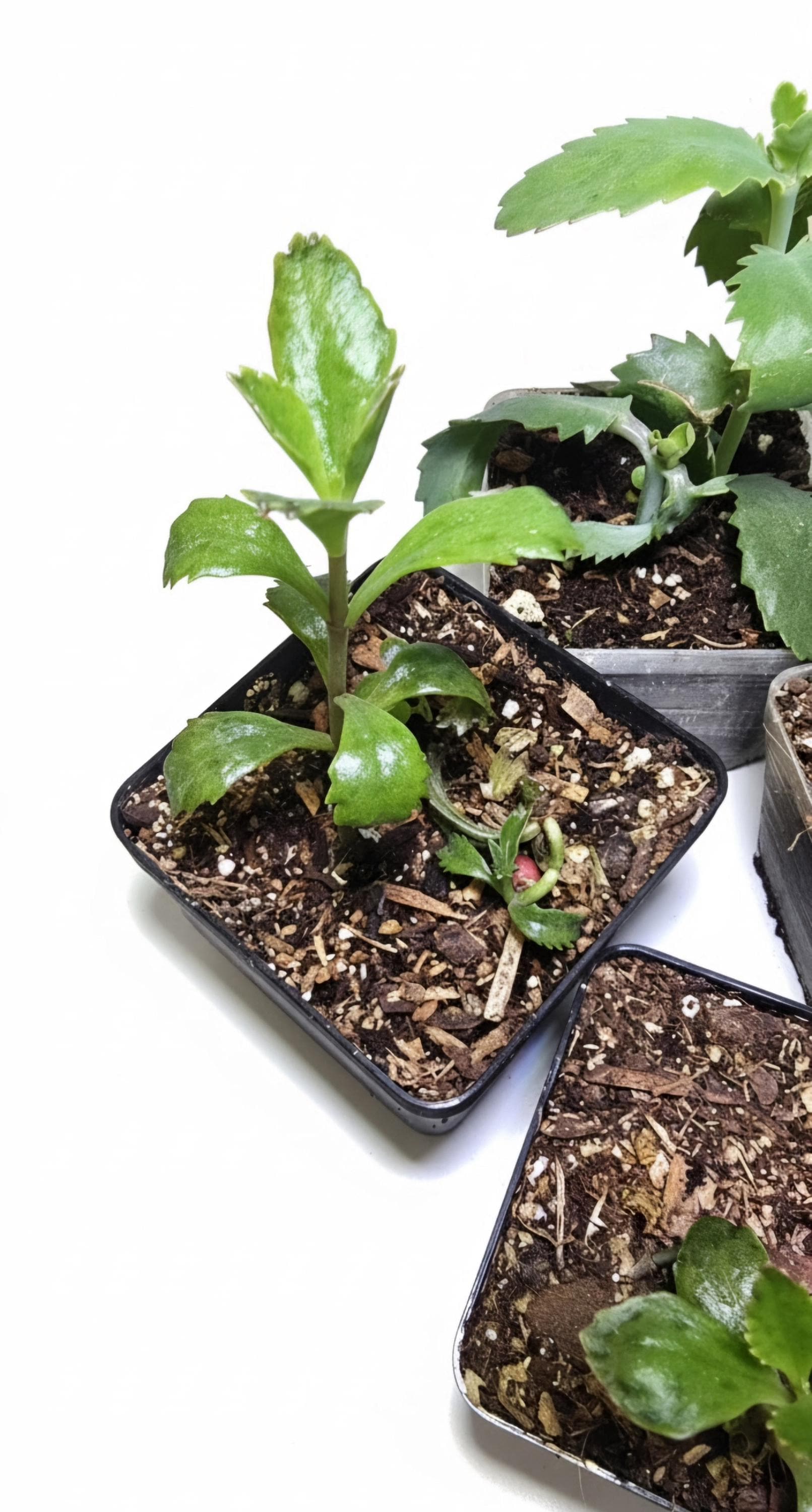 Live Mother of Thousands Starter Plant | Well Rooted Unique Succulent