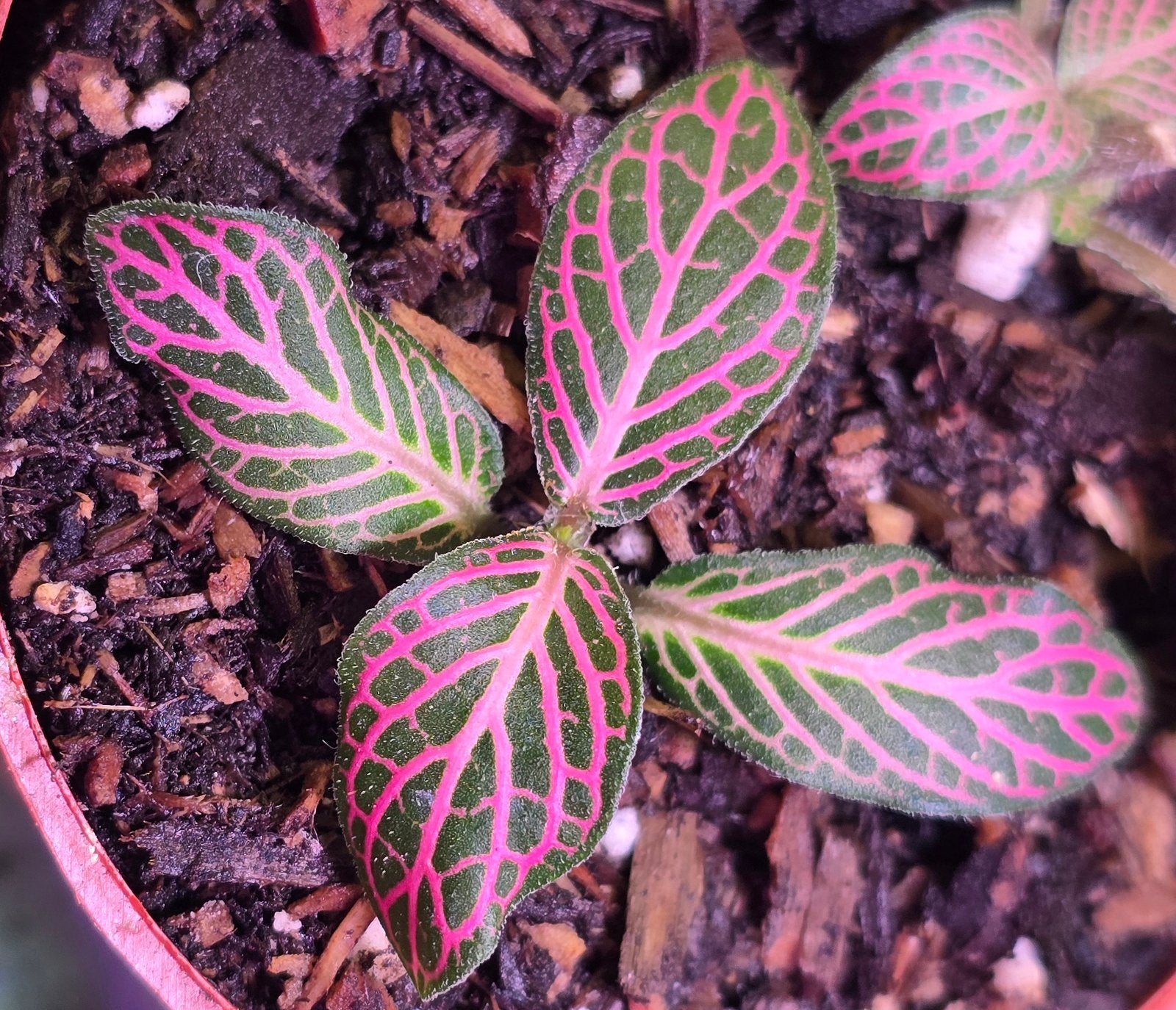 Pink Nerve Plant | Fittonia albivenis image 0